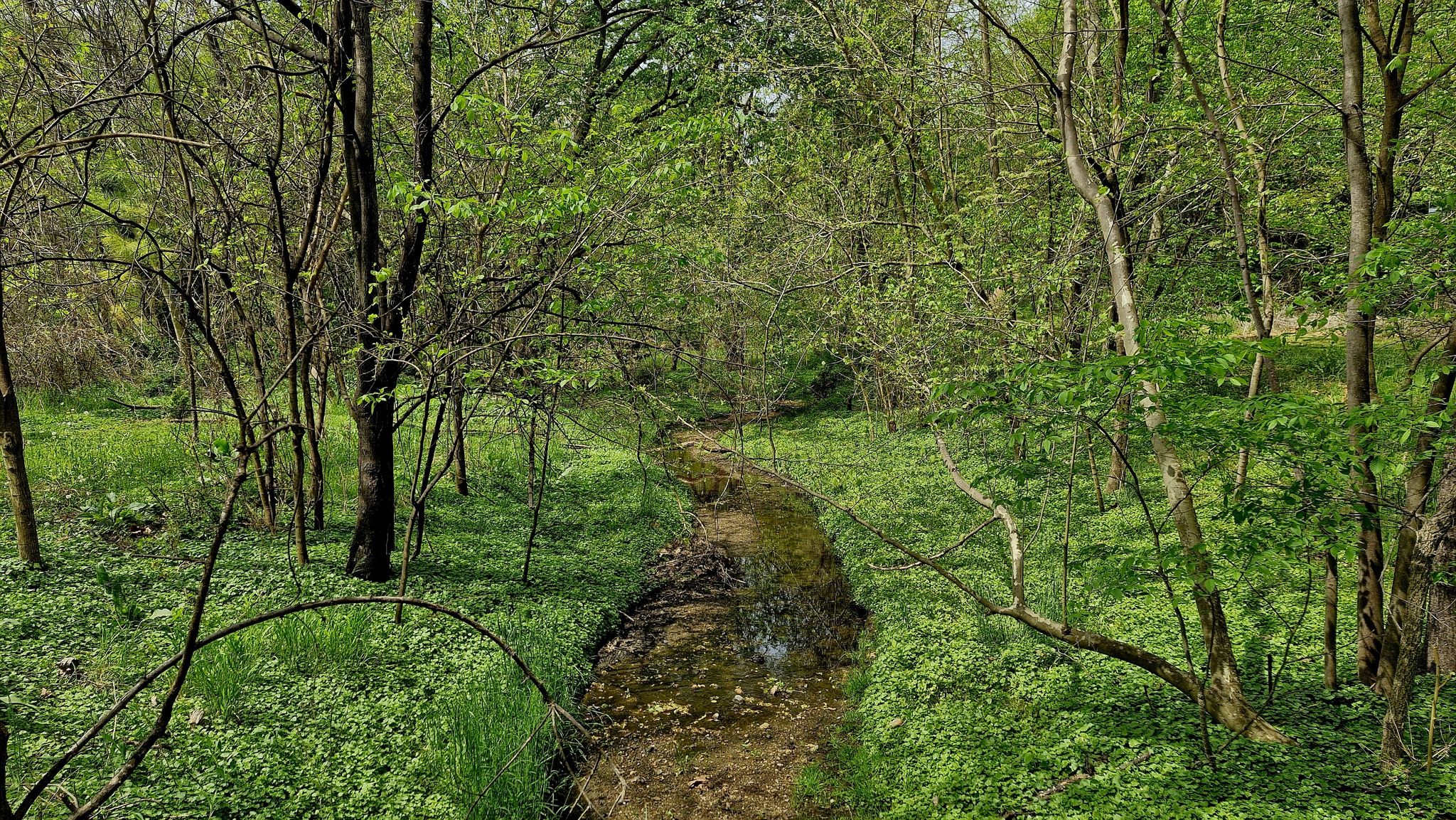 A narrow stream meanders through a lush, green, sunlit forest. - Stony Run Walking Path
