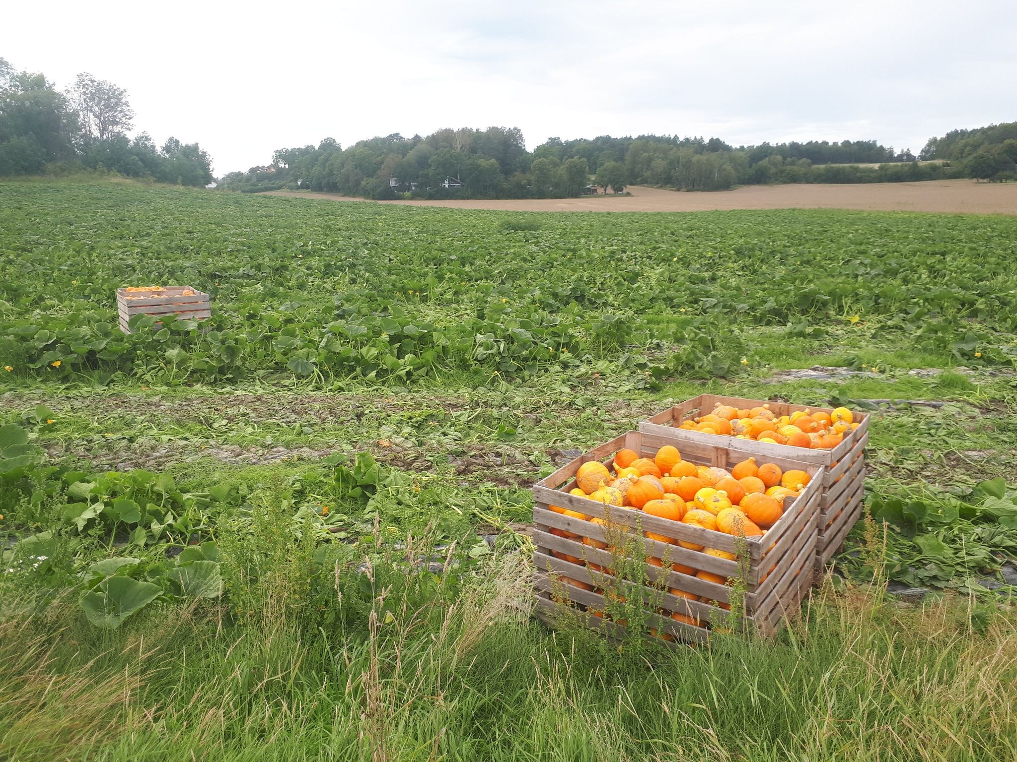 hele mooie pompoenen!