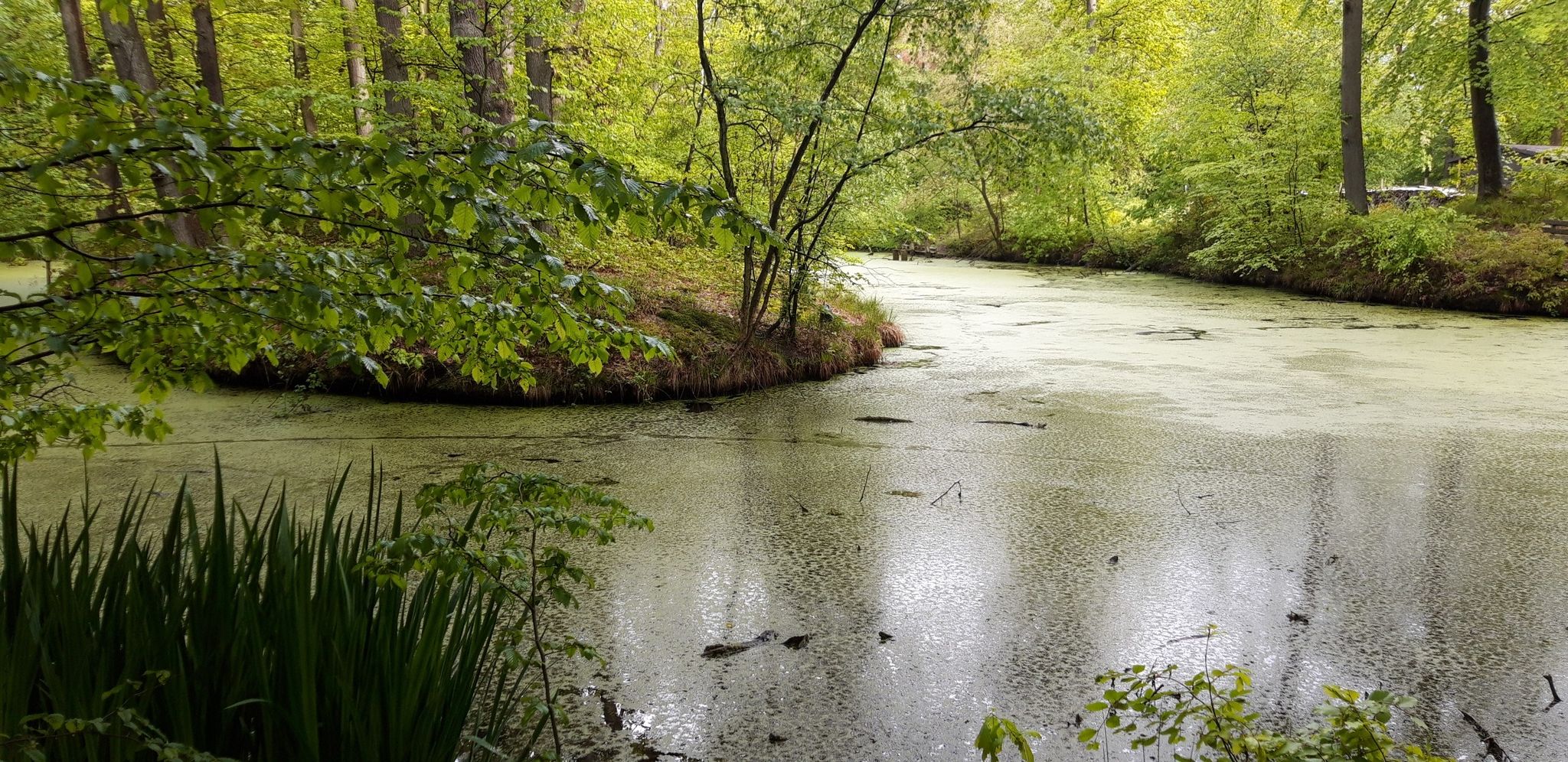 Waldschlösschen Teich