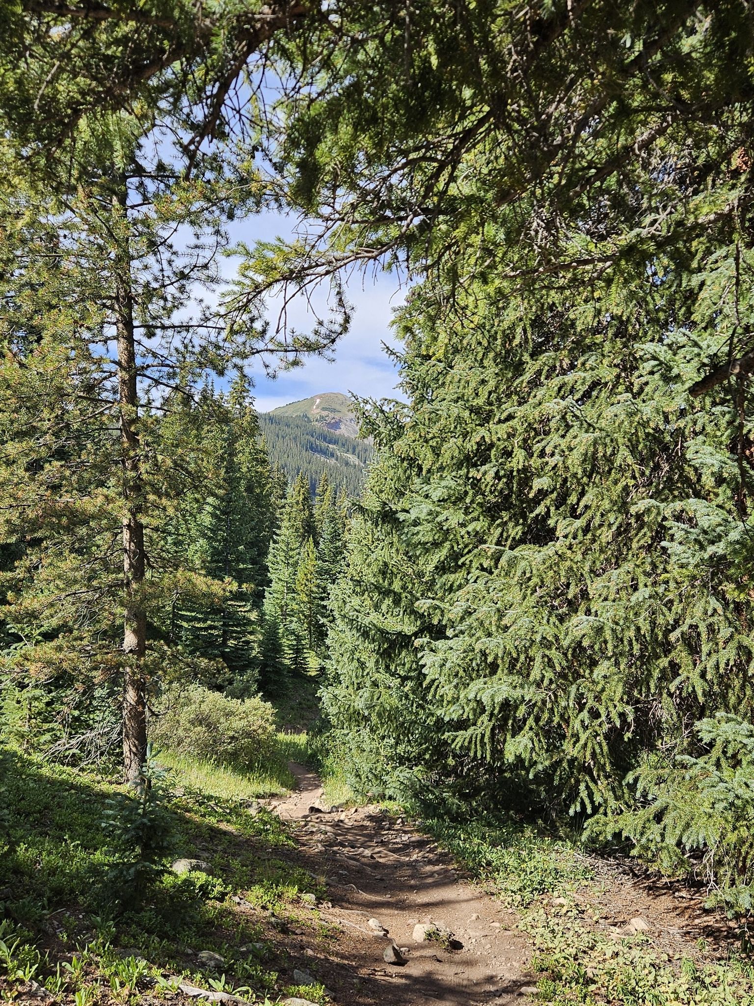 A shaded dirt path through a dense pine forest, leading towards a mountain. - Reliable stream – Jacque Creek loop from Passage Point