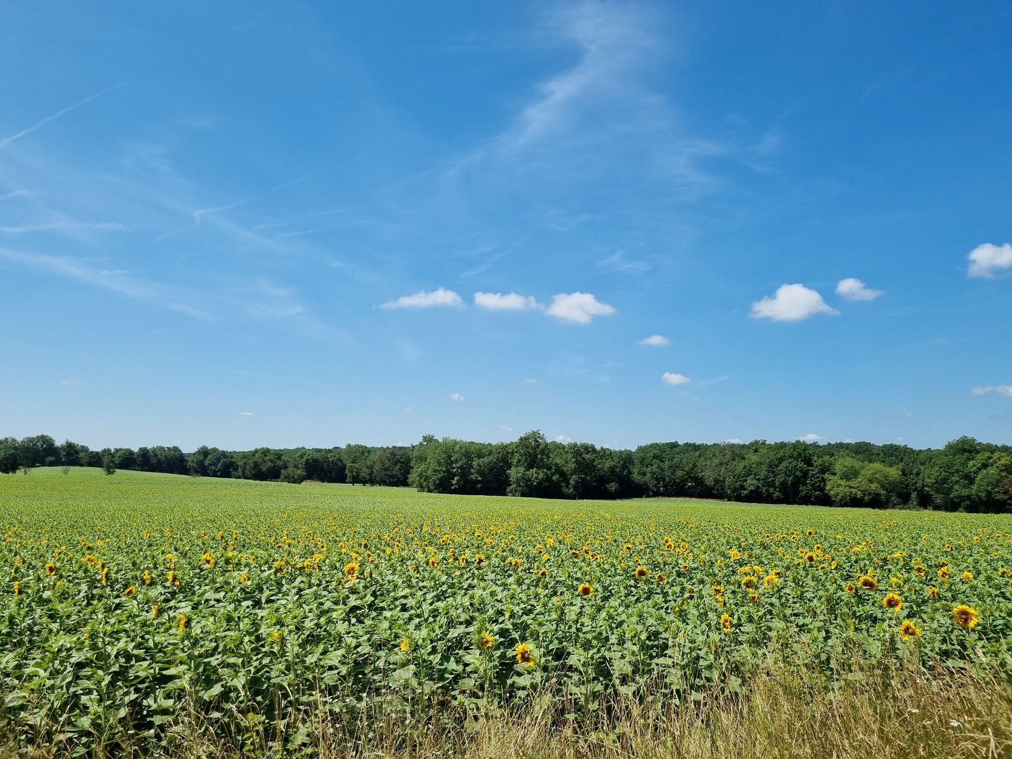 Tournesol