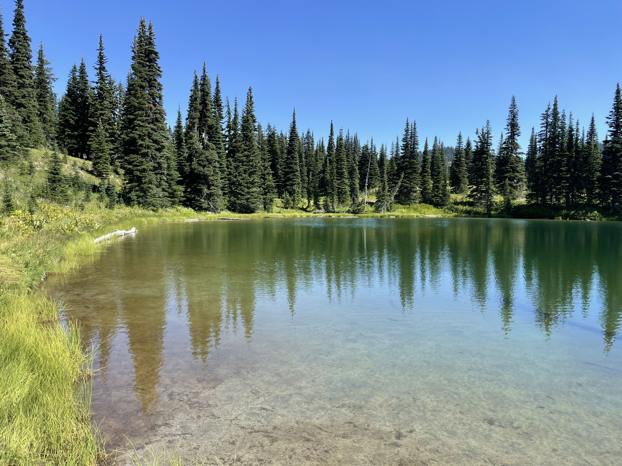 Clear, shallow lake reflecting pine trees under a bright blue sky. - Nannie Ridge, PCT, and Walupt Lake Loop
