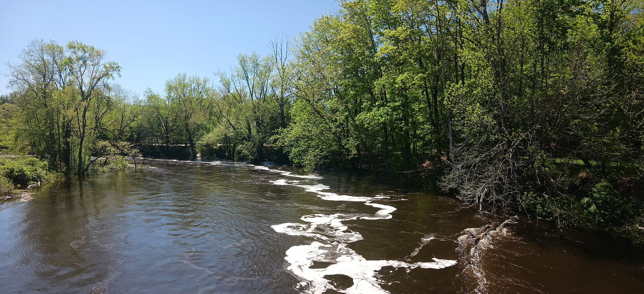 A wide river with white foam patterns, bordered by green trees. - Pepperell Covered Bridge – Nashua River Rail Trail loop from Shepley Hill