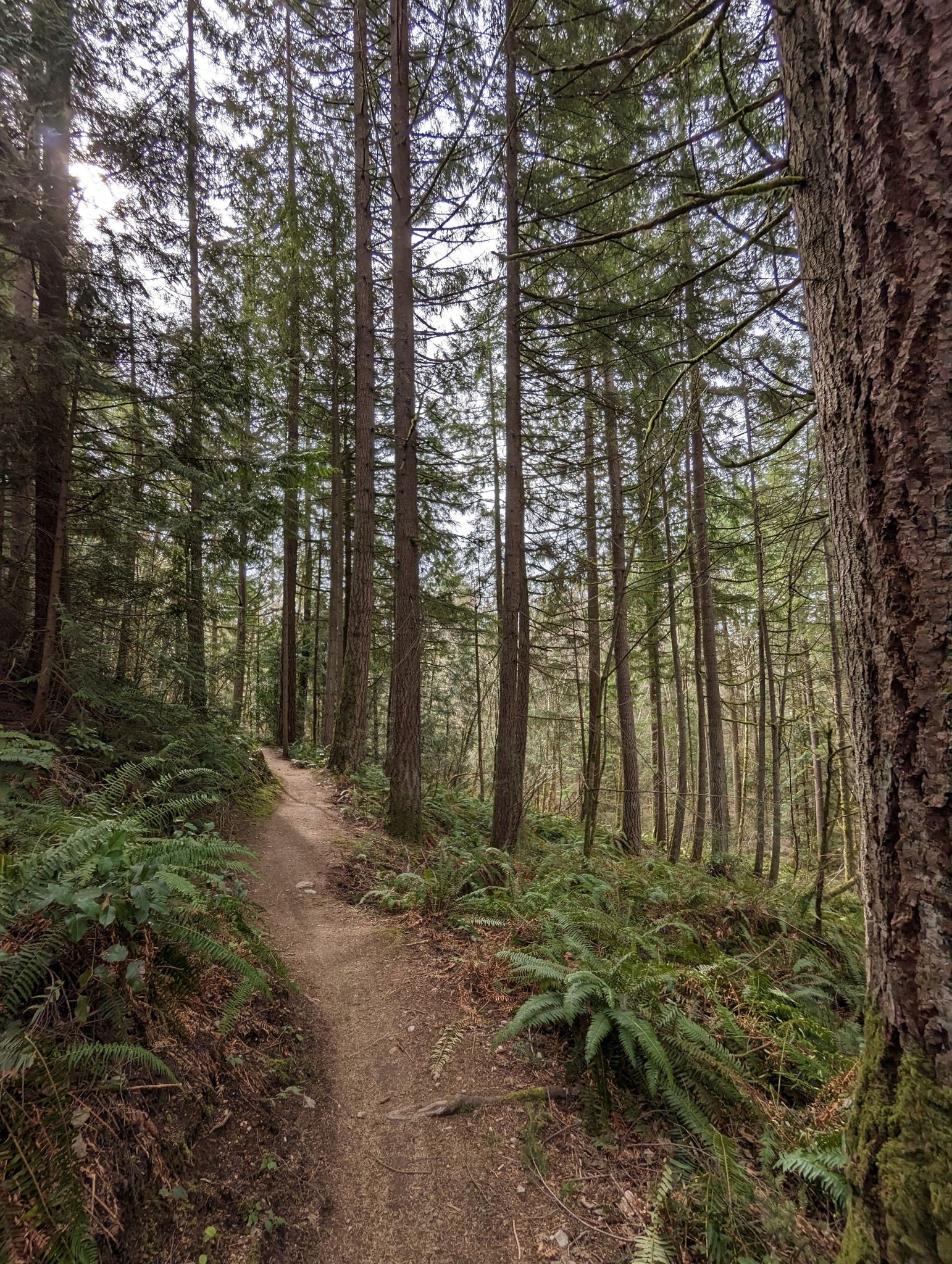 A dirt path winds through a dense evergreen forest with ferns under an overcast sky. - Mainline Trail Junction – Lloyd Trail loop from Paradise Lake Trailhead Parking