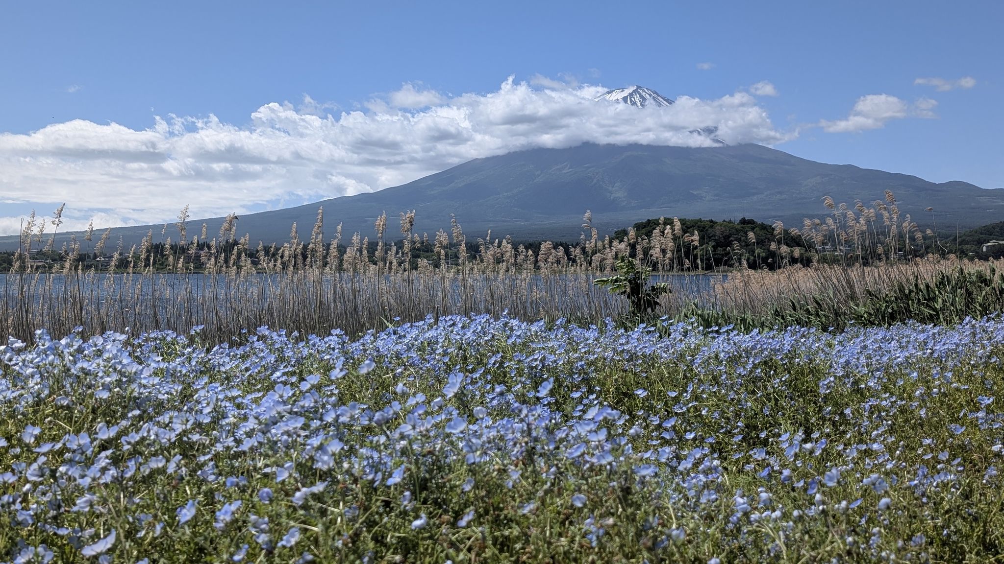 die blauen Hainblumen spiegeln den blauen Himmel wieder
