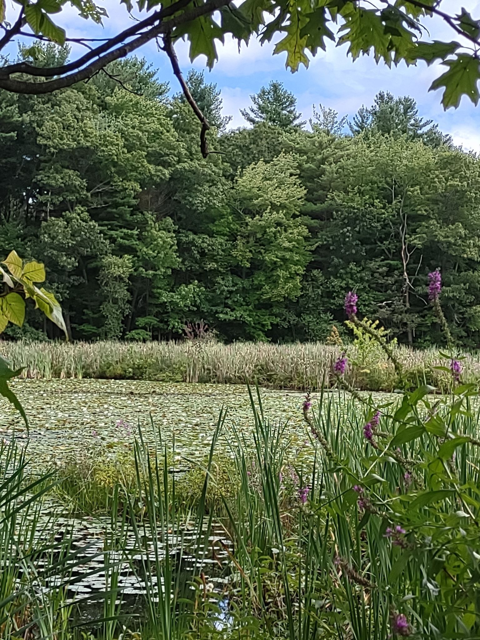 Pond covered in lily pads, with tall reeds and purple flowers, surrounded by forest. - Independence Greenway Trail – Border to Boston Trail - Trailhead loop from North Reading