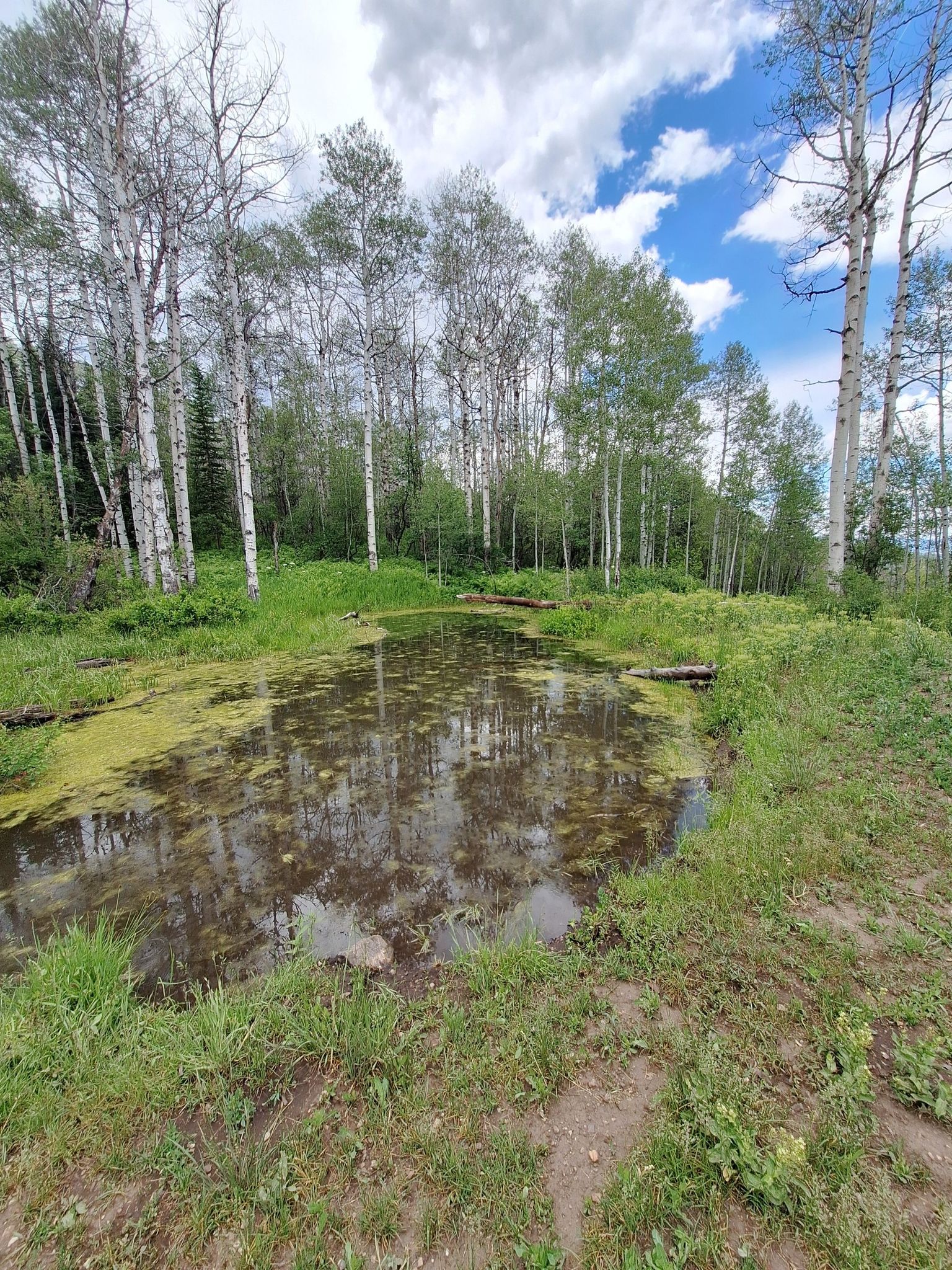 Small murky pond surrounded by tall white-barked trees and green grass. - Beall and Ridge Trail Loop