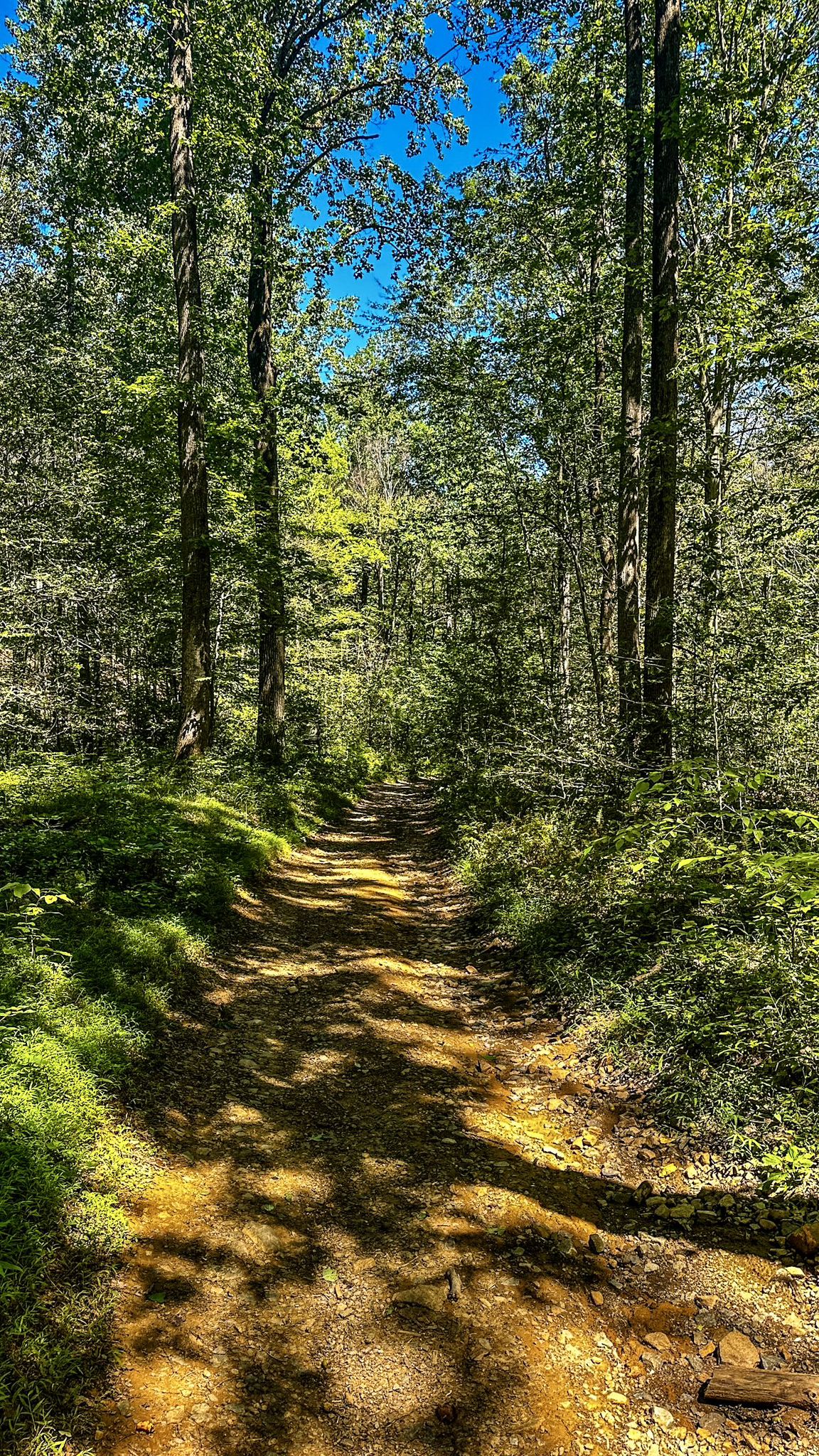 Bright sunny dirt path through a vibrant green forest under a blue sky. - Lewis Morris County Park – Sunrise Lake loop from Mendham Township