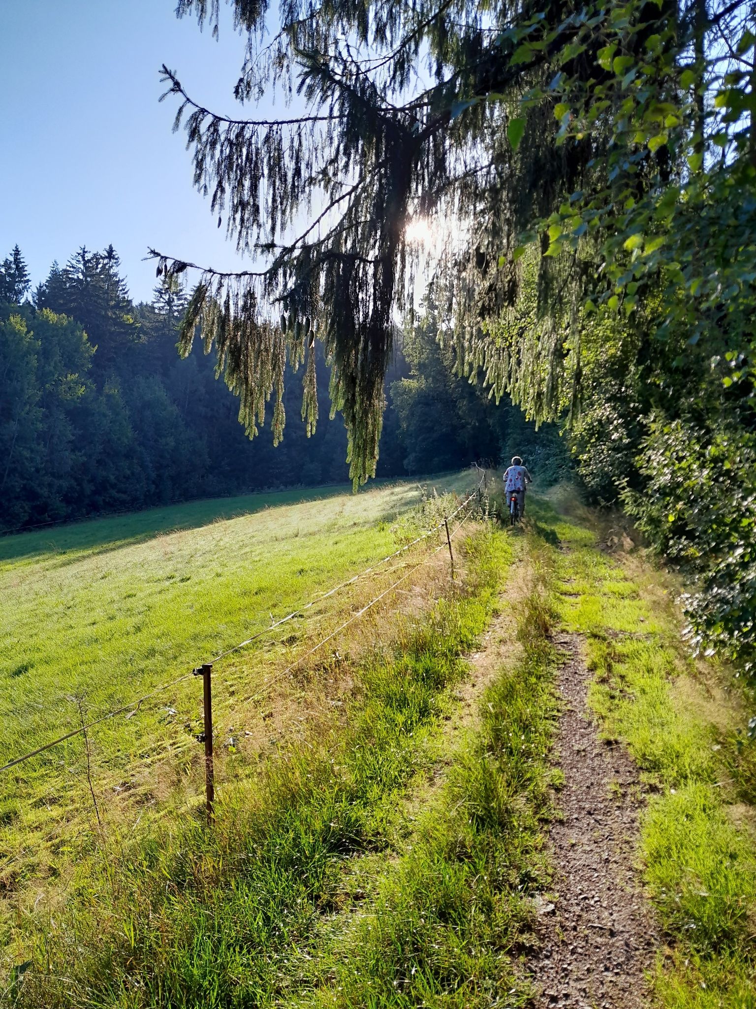 Morgentau