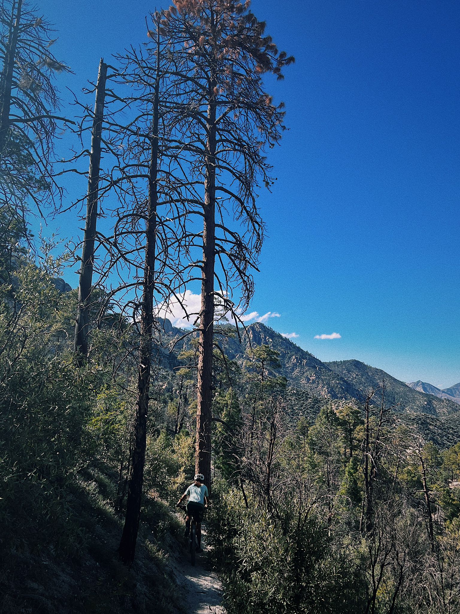 Person on mountain bike on dirt trail through tall trees, sunny. - Maverick Springs via Green Mountain Trail