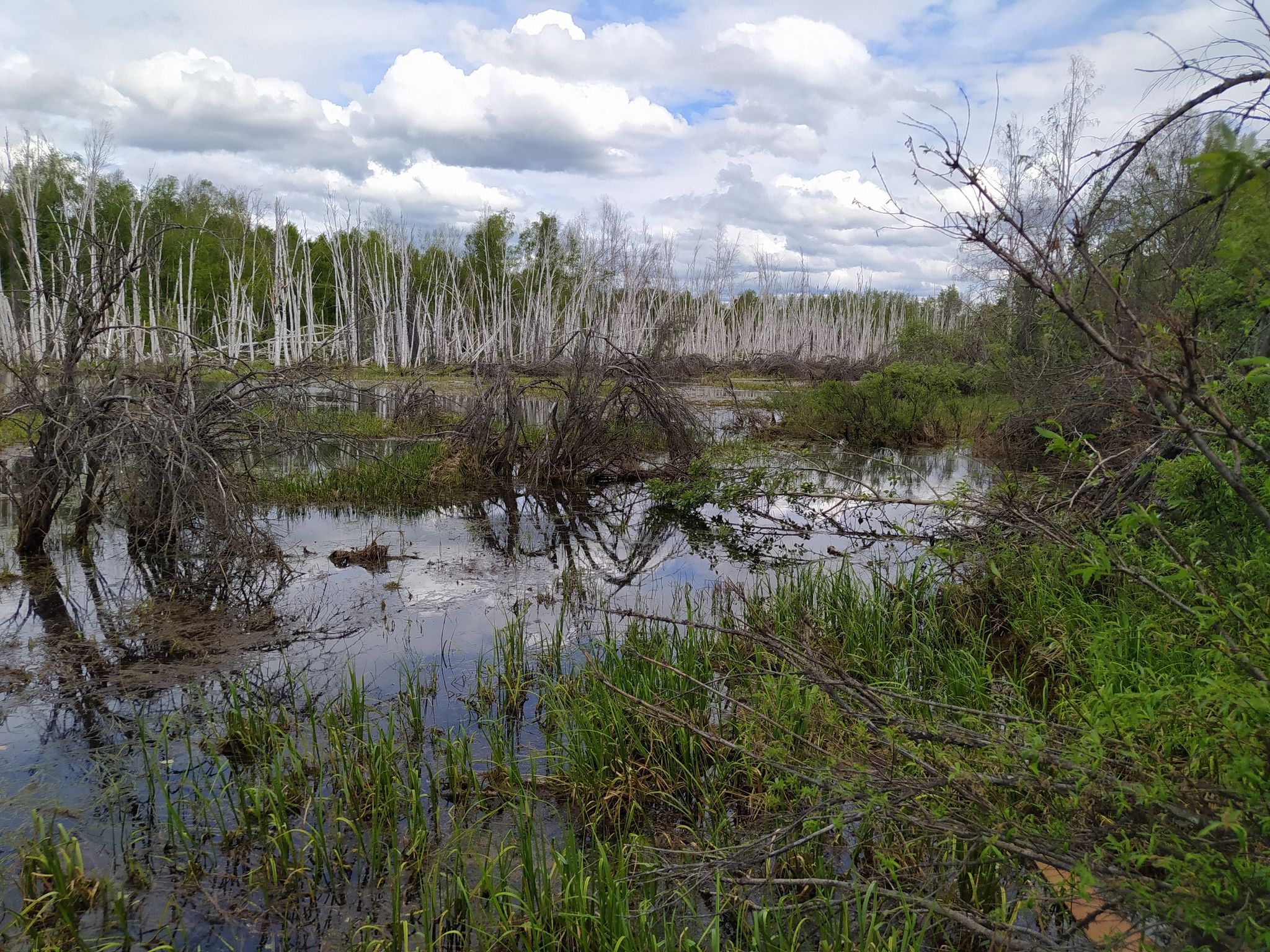 A cloudy day over a swampy wetland with dead trees and green shrubs. - Creamer's Field to Farmer's Loop road run