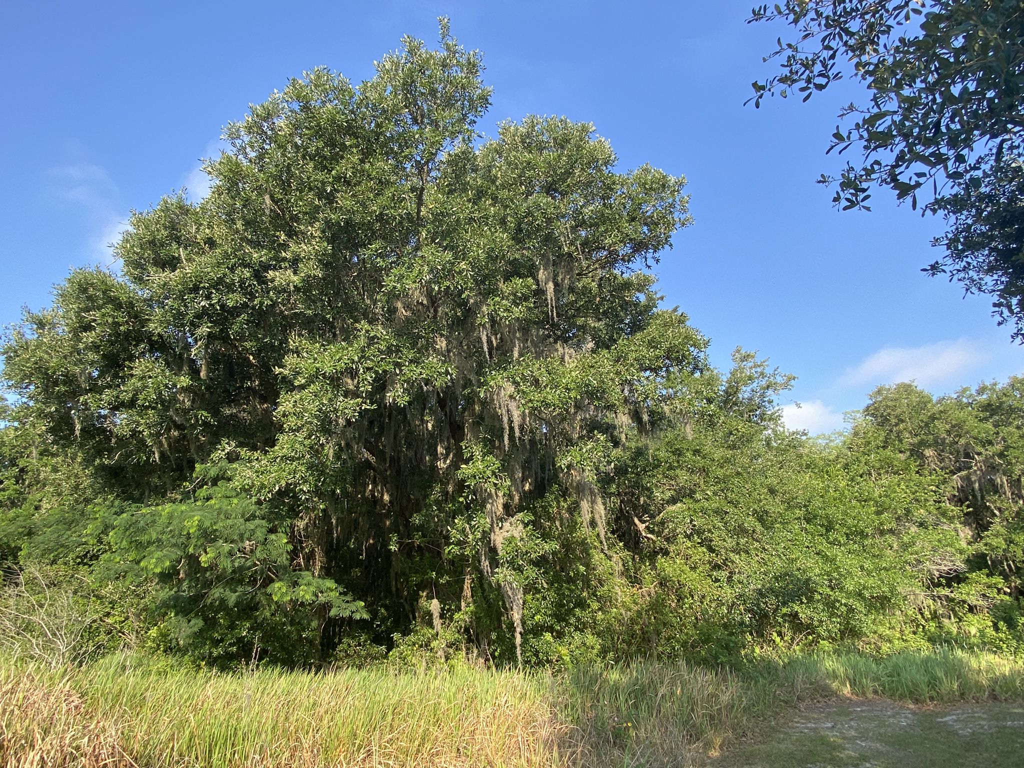 Large tree draped with Spanish moss under a bright blue sky. - Shingle Creek Regional Trail