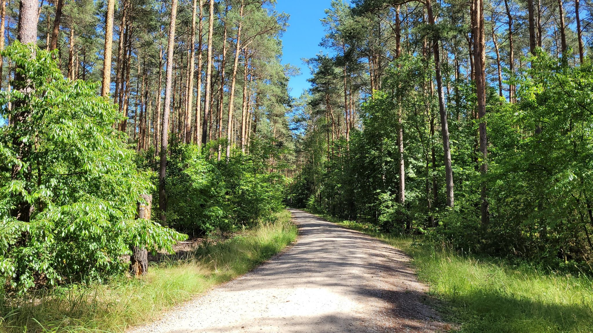 Waldweg