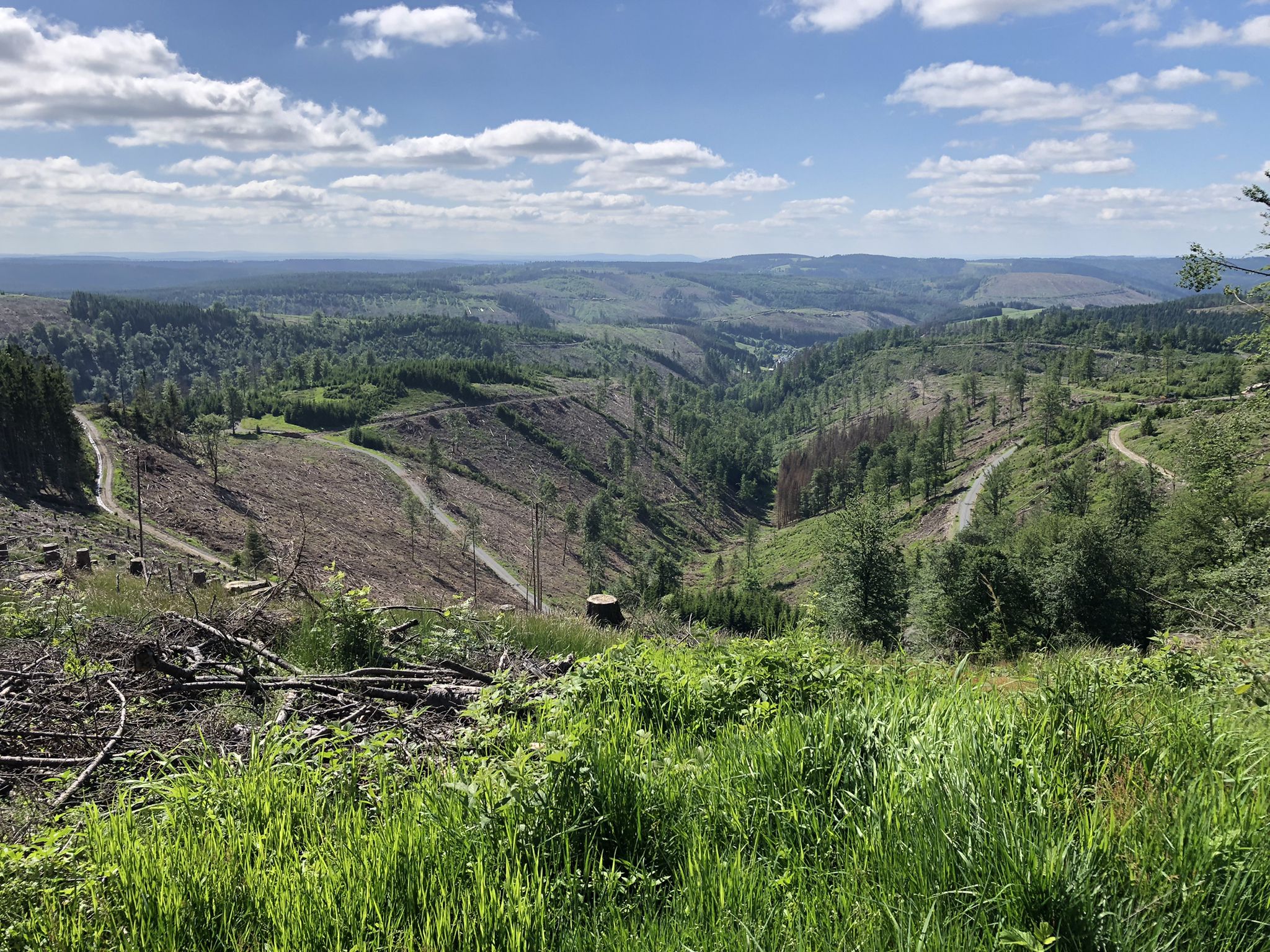 Was vom Wald übrig blieb..