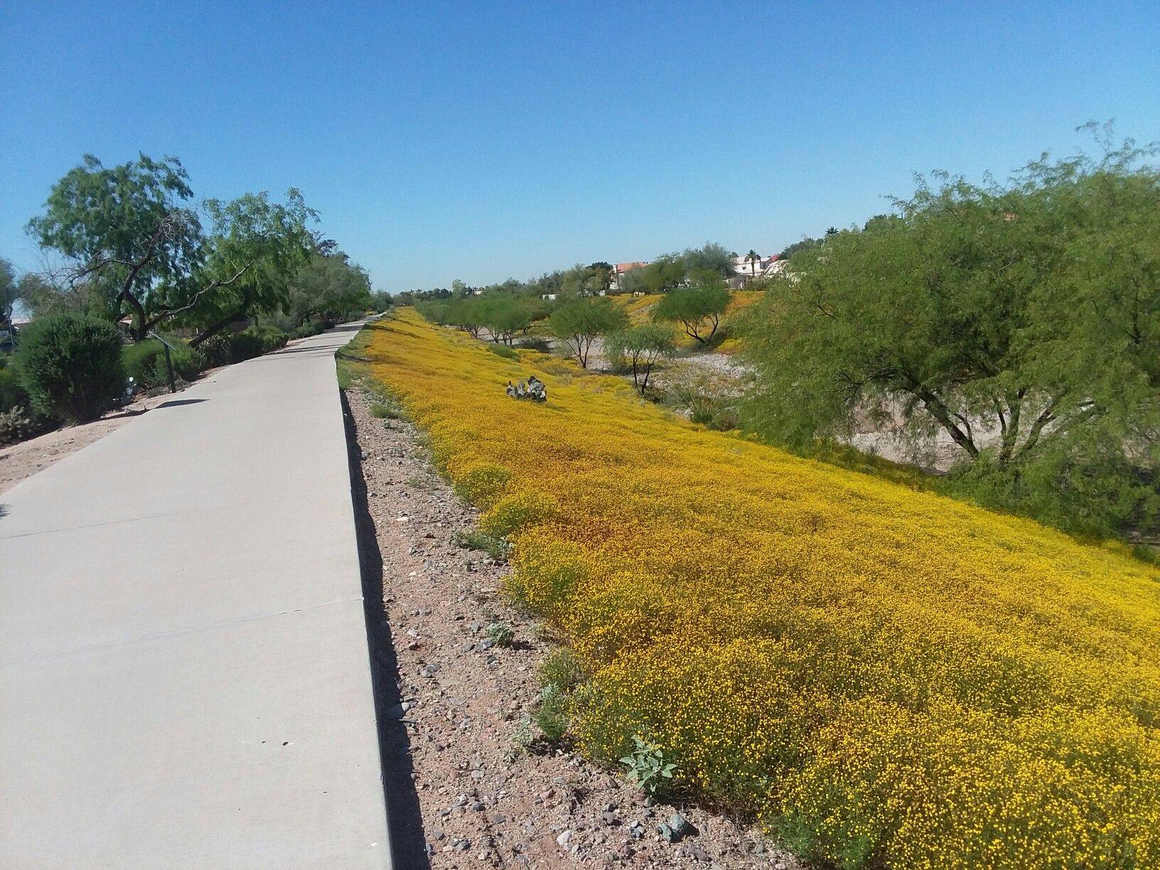 Paved path beside a hillside covered in bright yellow flowers under a clear sky. - Rio Vista Community Park – Sunset Vista Park loop from Youngtown