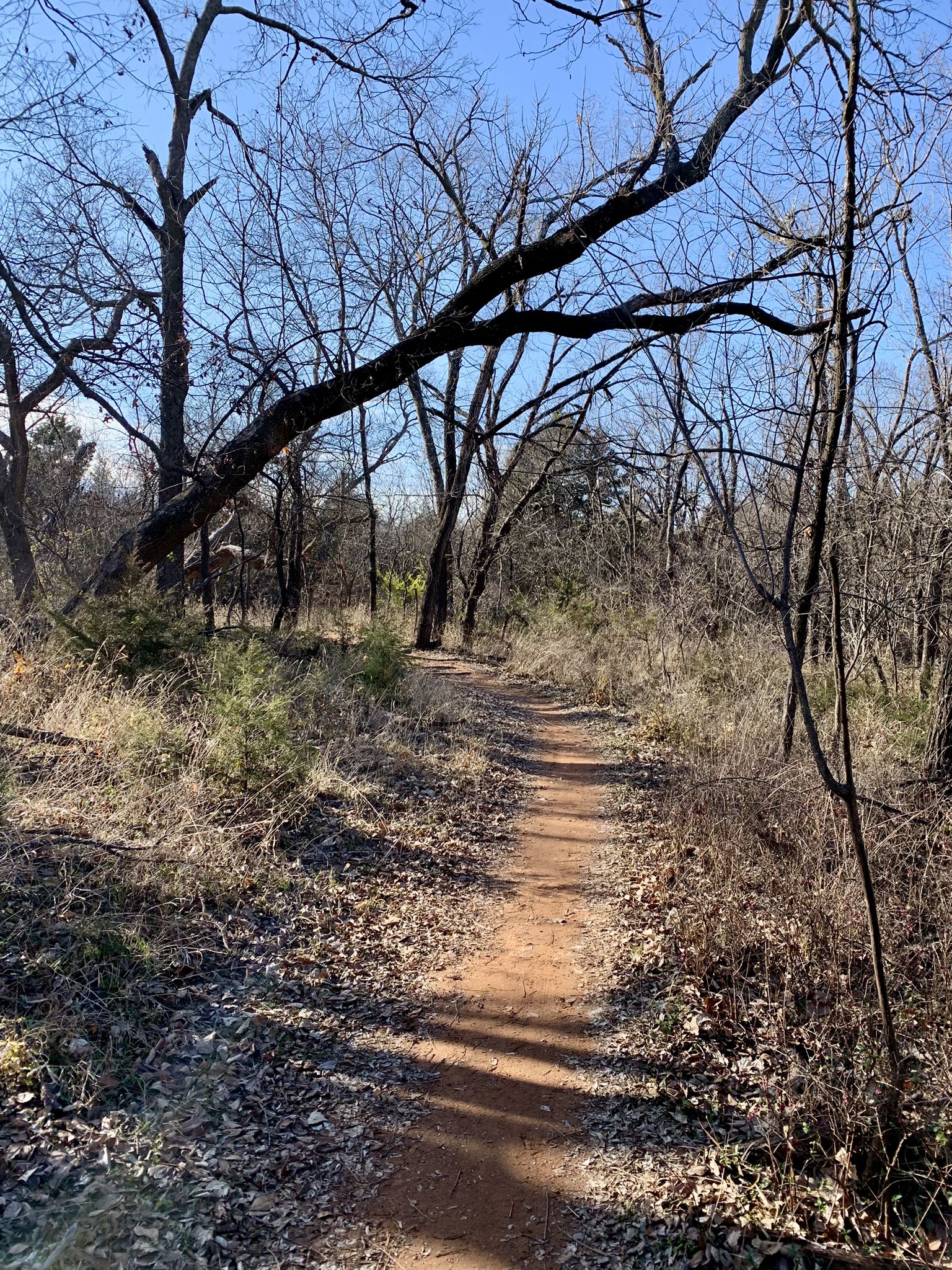 Sunny dirt path through a forest with bare trees and dry brush. - Bluff Creek Park loop via Unpaved Trails