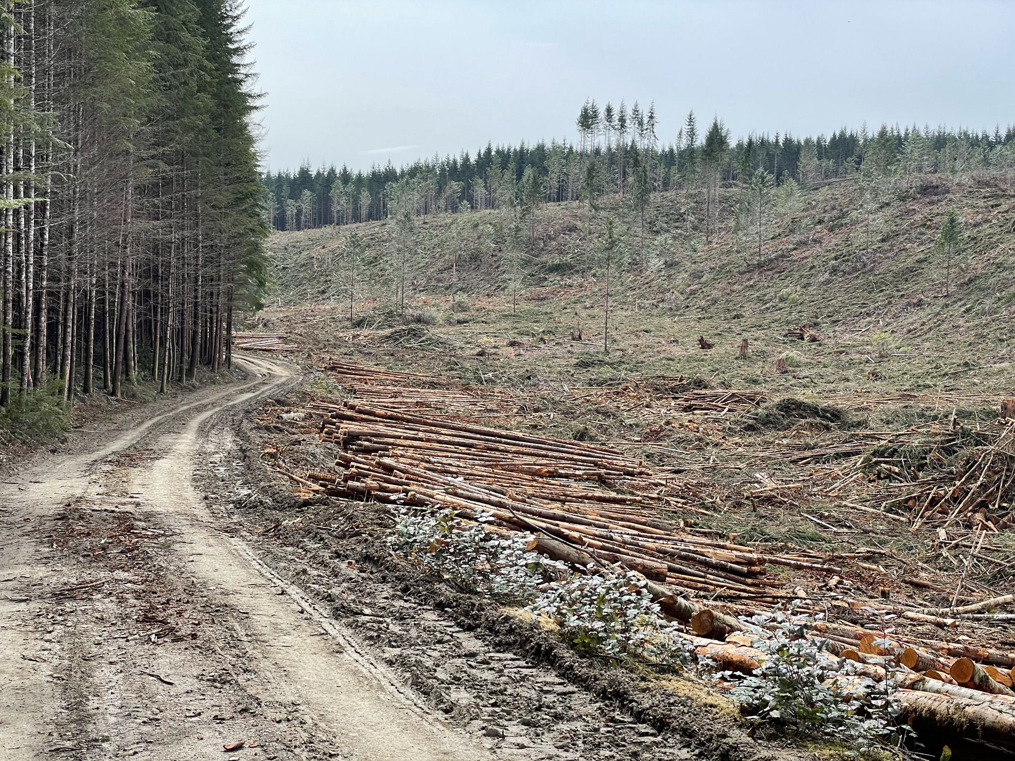 Dirt road beside a clear-cut forest with stacked logs under an overcast sky. - The Hood Trail loop from Port Gamble