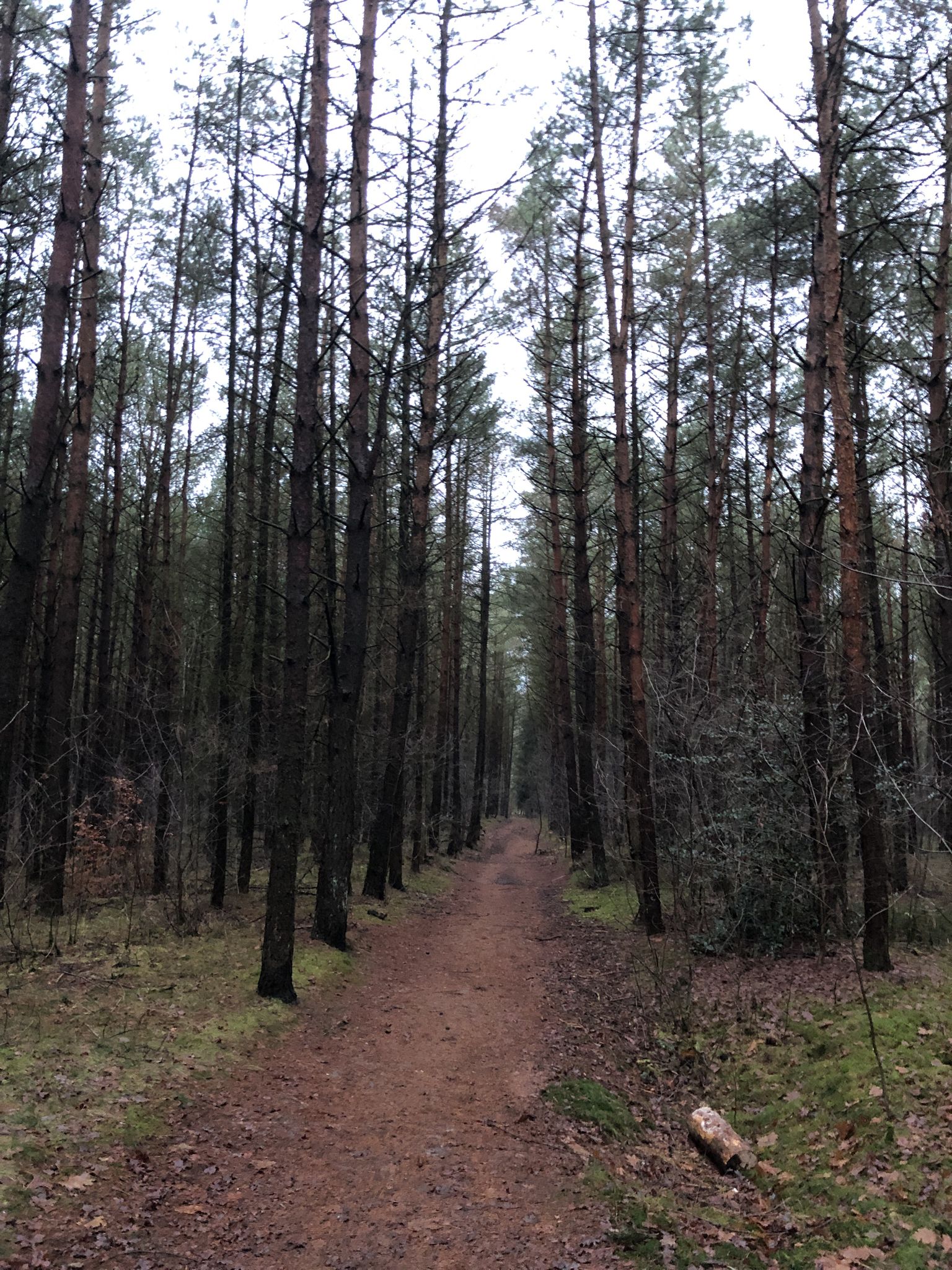 Im Nazi-Wald