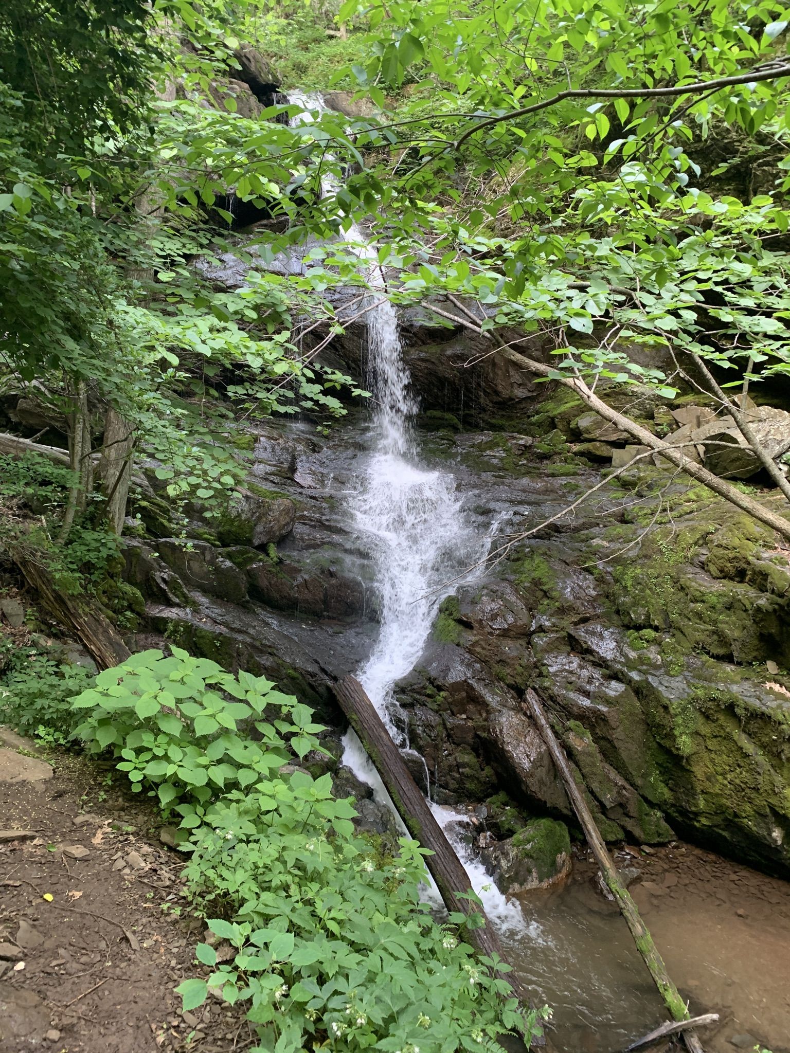 Small waterfall cascading over mossy rocks into a stream in a green forest. - Doyles River Trail