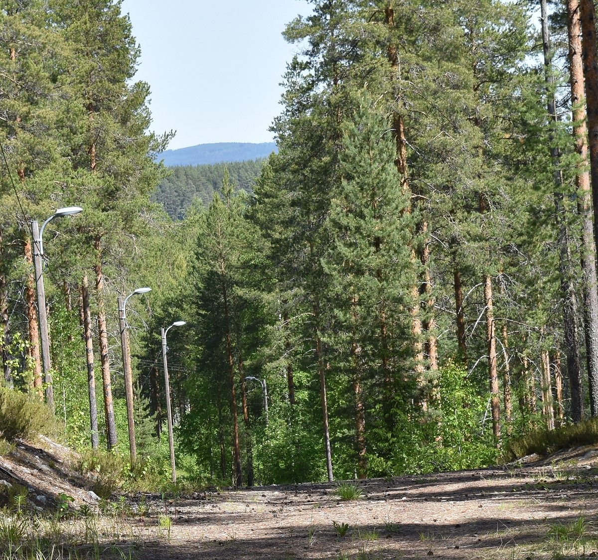 Straßenlaternen im Wald