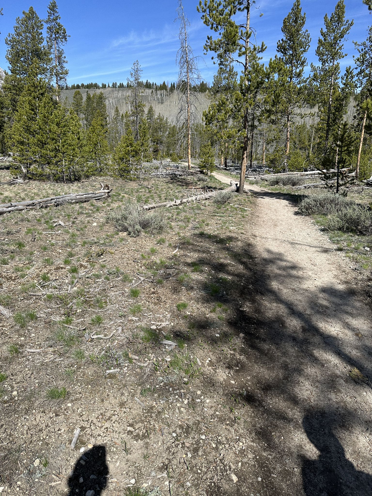 A dirt path winds through a sparse forest on a bright, sunny day. - Marshall Lake Trail