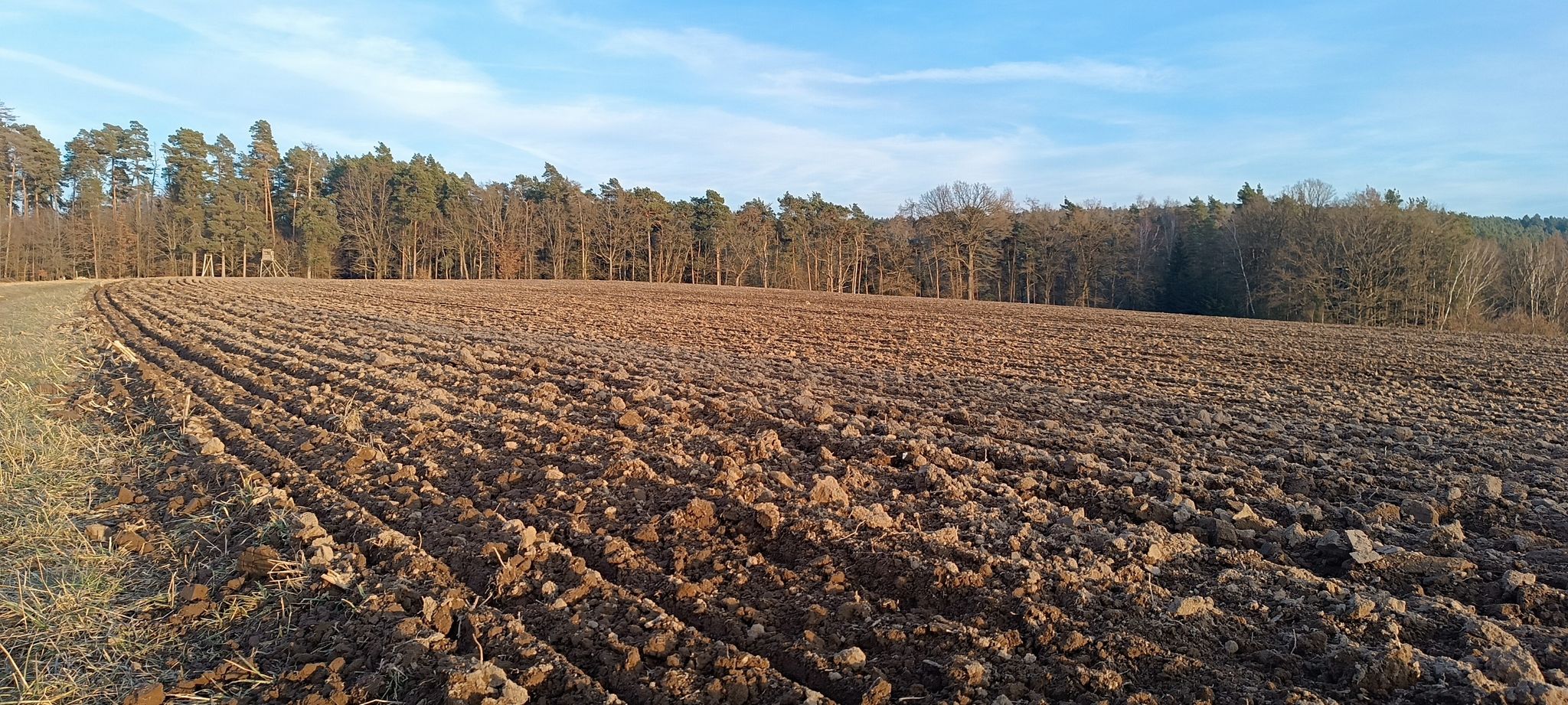 Abendsonne scheint flach übers Feld...
