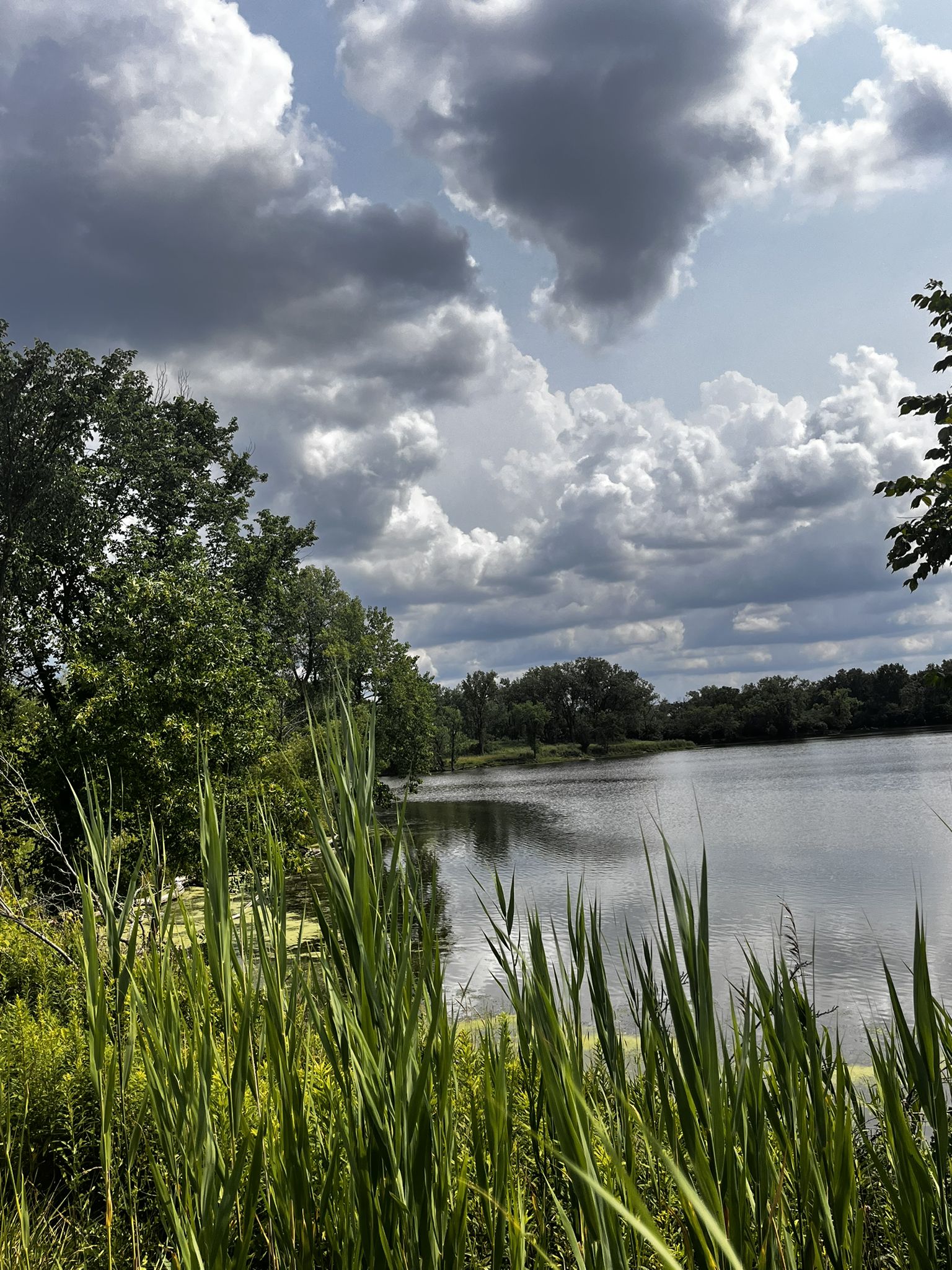 Tall green reeds frame a lake with dense trees under a dramatic cloudy sky. - Chicago