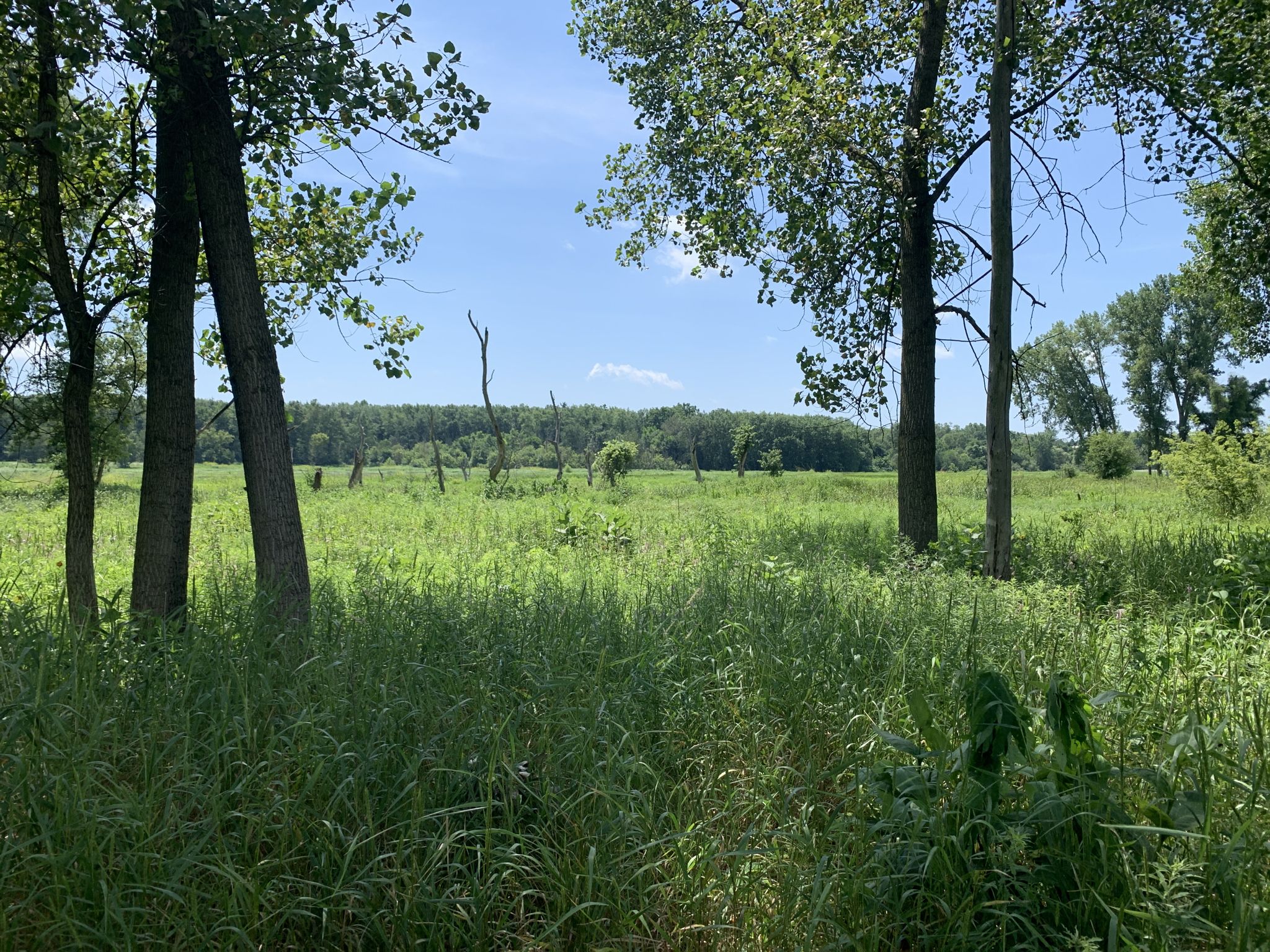 Overlooking Spring Creek floodplain