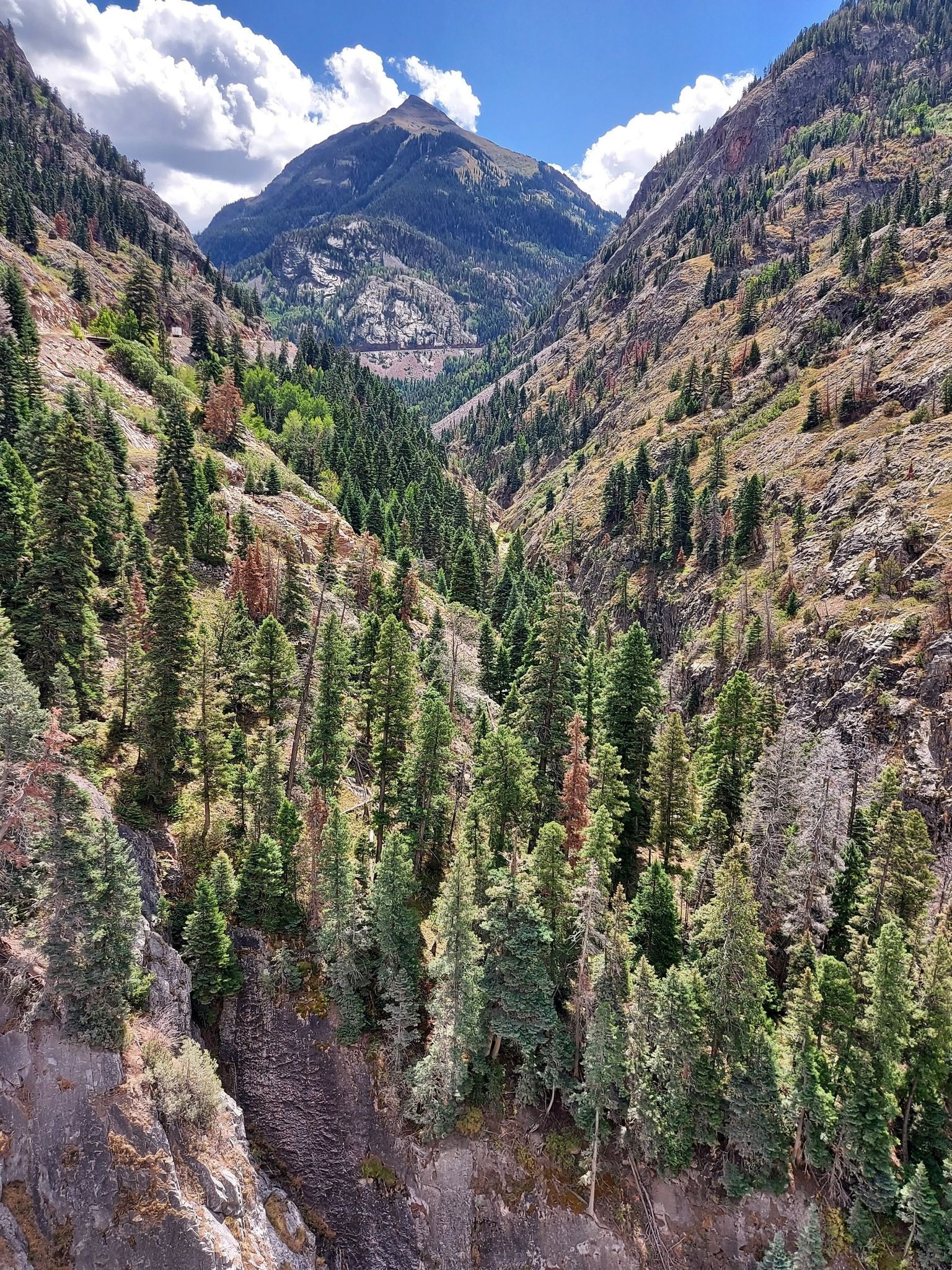 A deep mountain valley filled with dense pine trees, leading to a distant peak. - Red Mountain Pass loop from Ouray