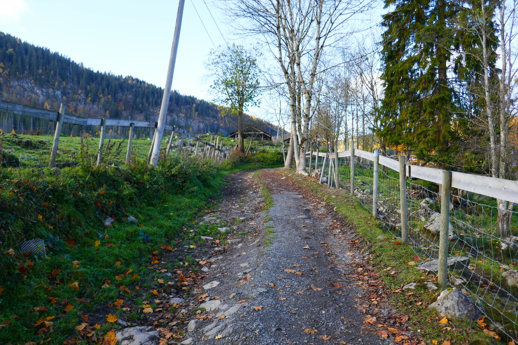 Weidelandschaft