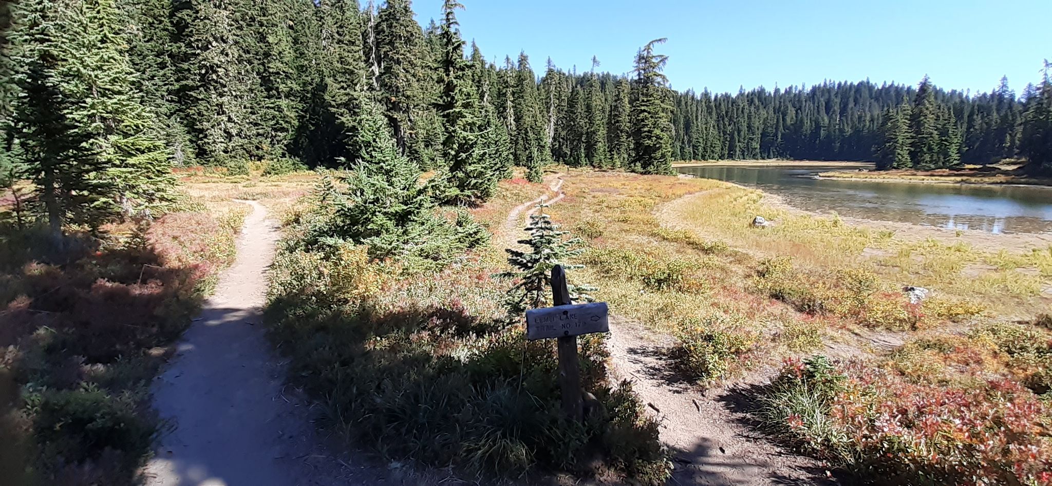 Dirt paths fork through a sunny forest towards a calm lake. - Indian Heaven Lakes Trail