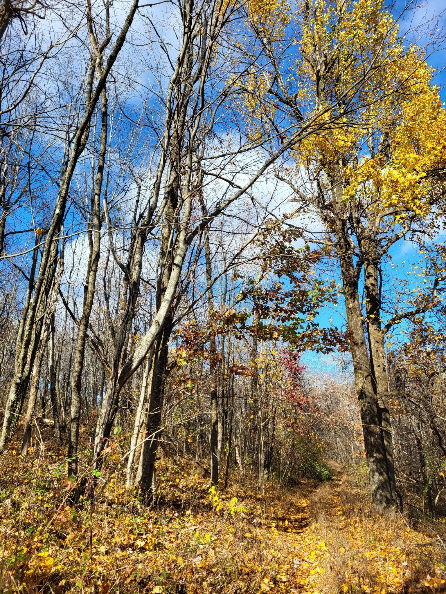 Forest path with tall bare trees and vibrant yellow autumn foliage under blue sky. - Saddleback Mountain Loop