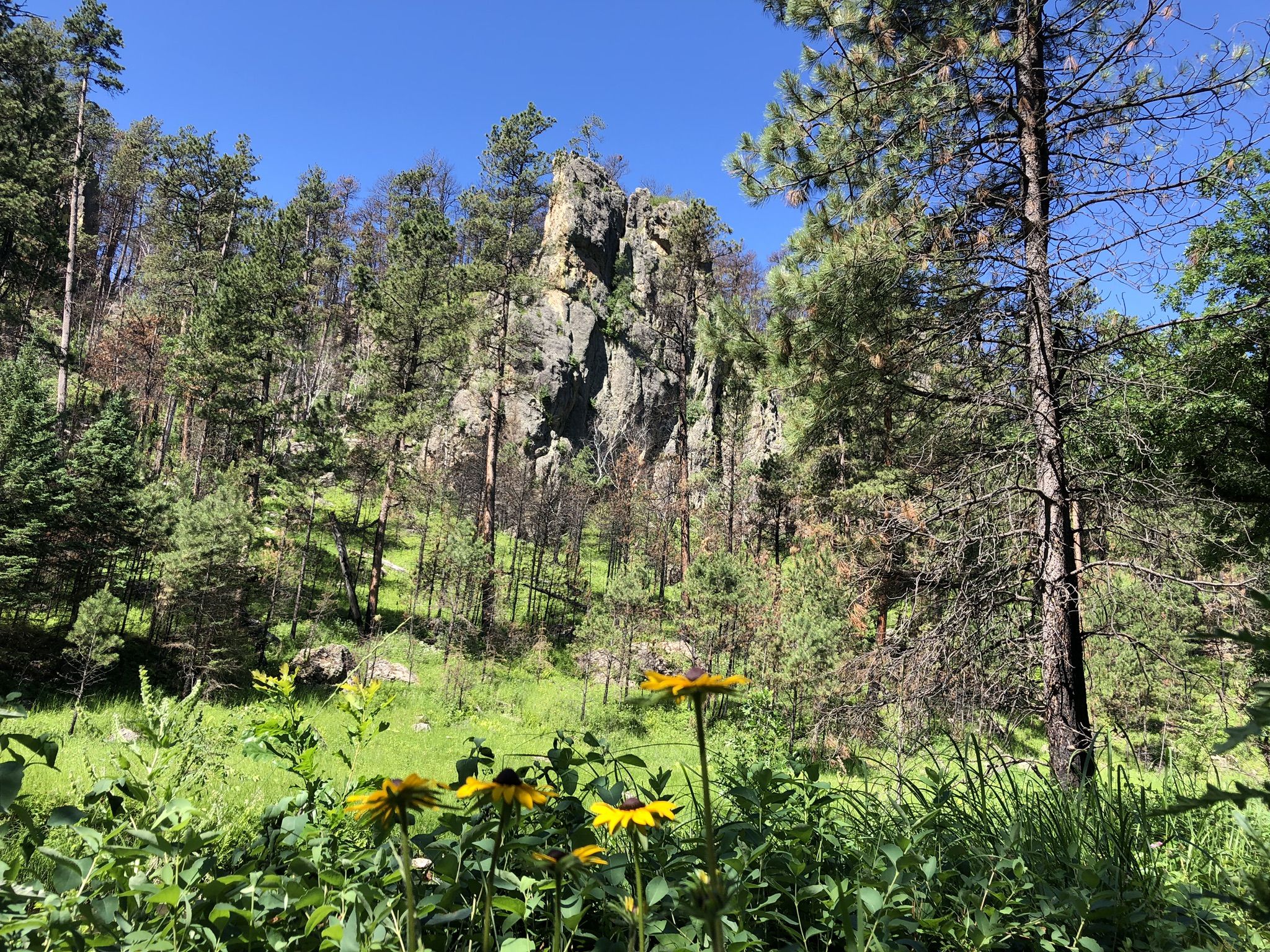 A large rocky outcrop rises above a green meadow with yellow flowers. - Custer State Park loop via Continental Trail