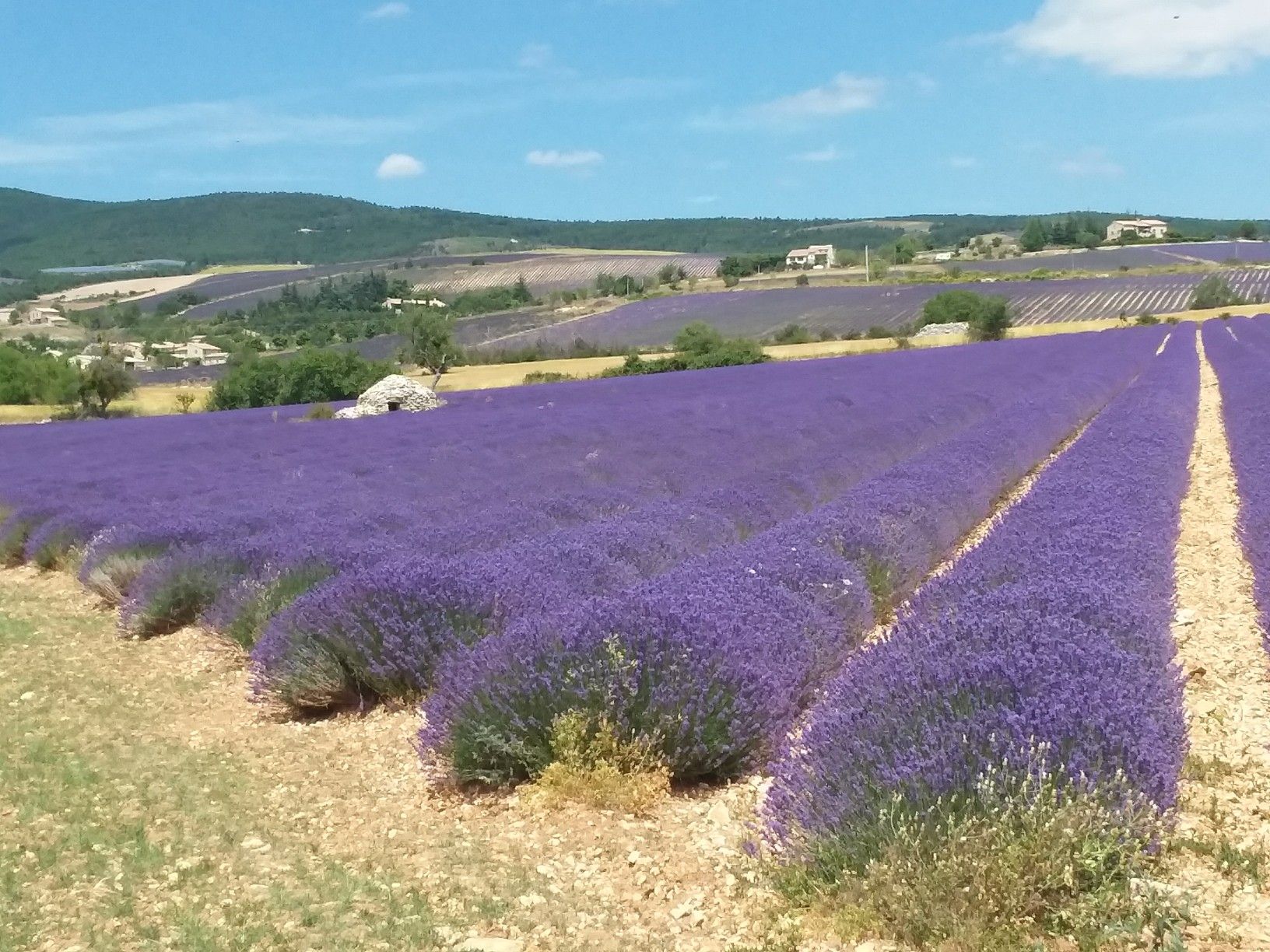 Lavendel 4