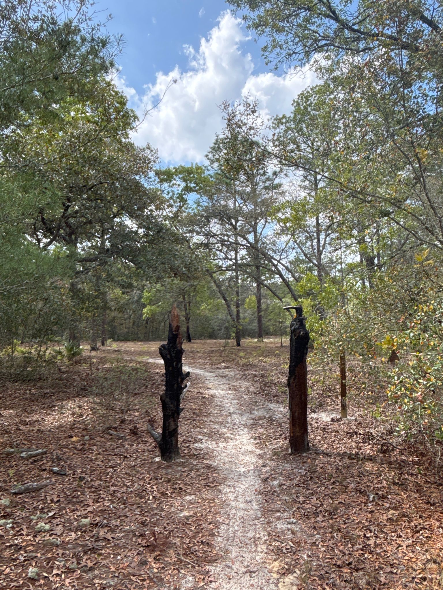 A dirt path passes between two dark, charred tree stumps in a forest. - Paisley Woods Bicycle Trail