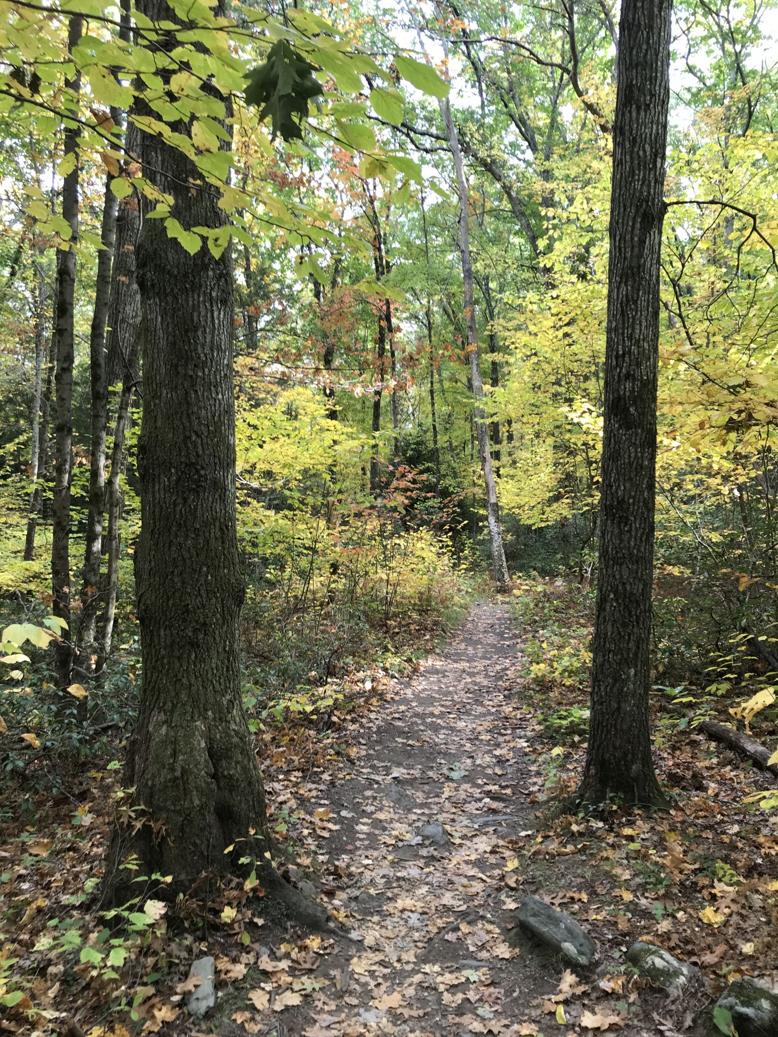 A narrow forest path winds through trees with vibrant yellow autumn leaves. - Undermountain Trail