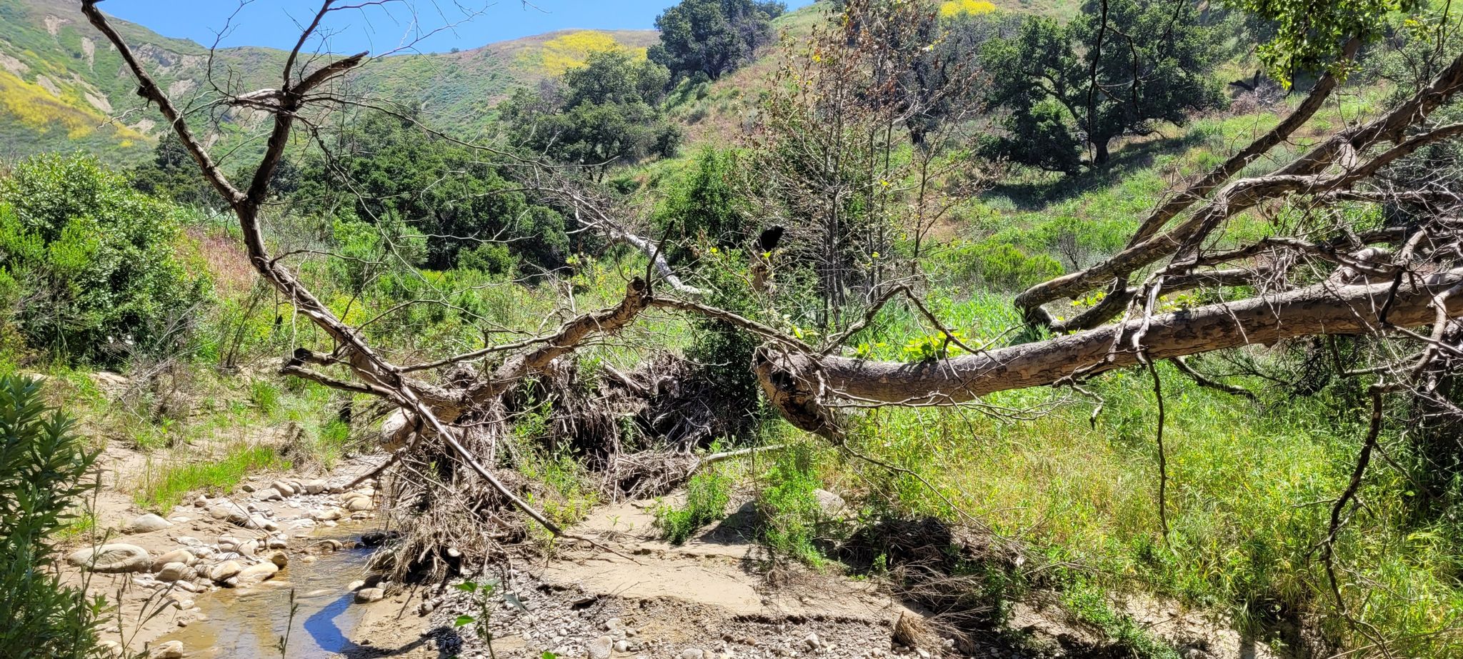 A fallen tree spans a rocky, dry creek bed in a green valley. - Harmon Canyon Road and Ropersmith Family Trail Loop