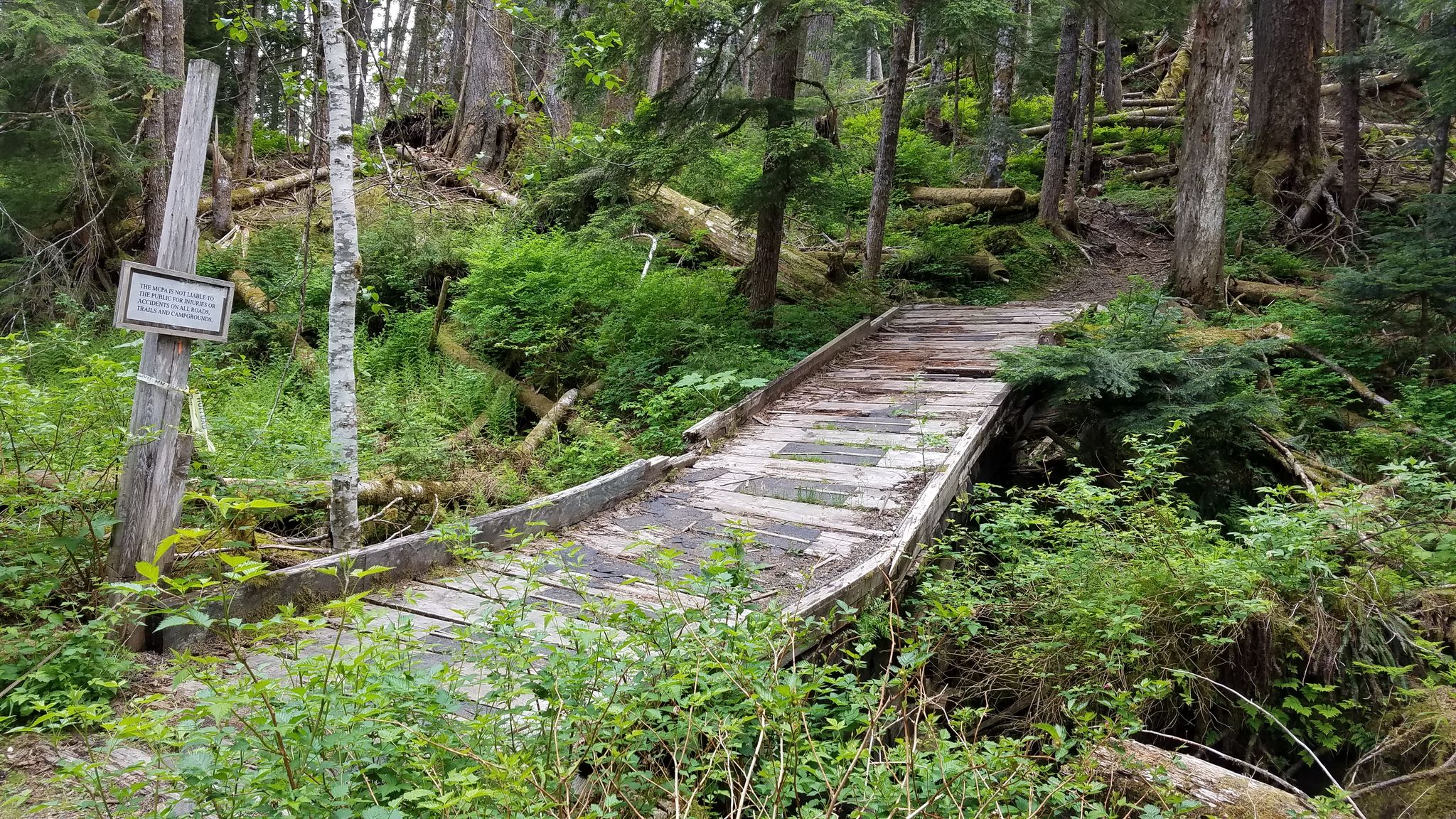 A rustic wooden bridge crosses a small stream in a dense, green forest. - Weden Creek (Gothic Basin) Trail