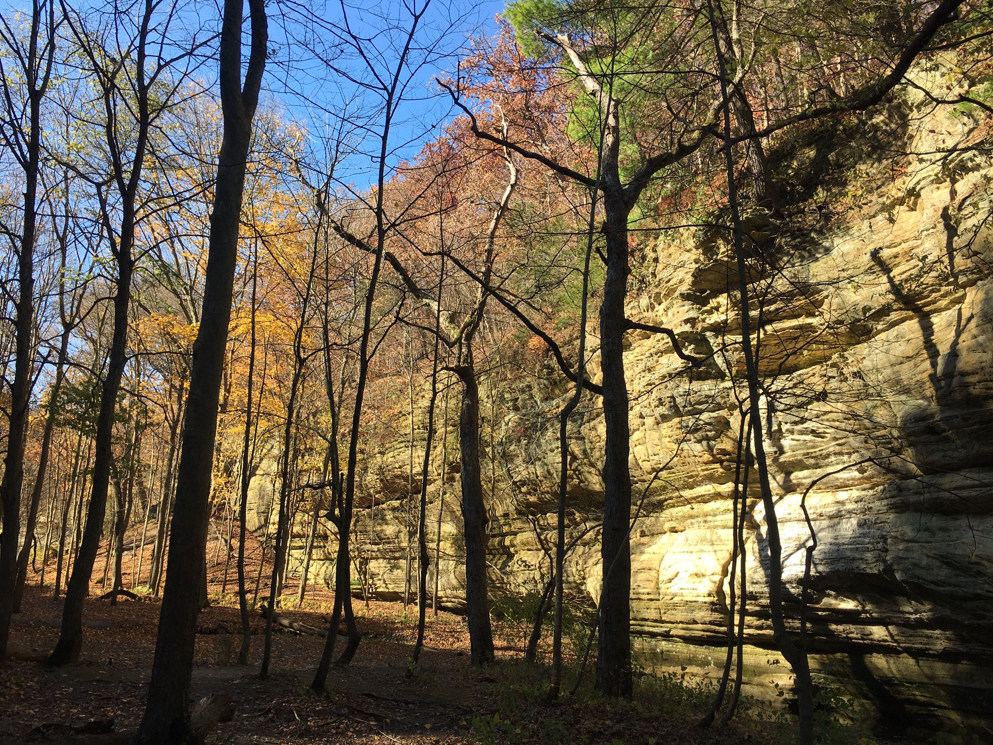 Sunlight illuminates tall rock walls and bare trees in an autumn forest. - Illinois, Kaskaskia, & La Salle Canyons