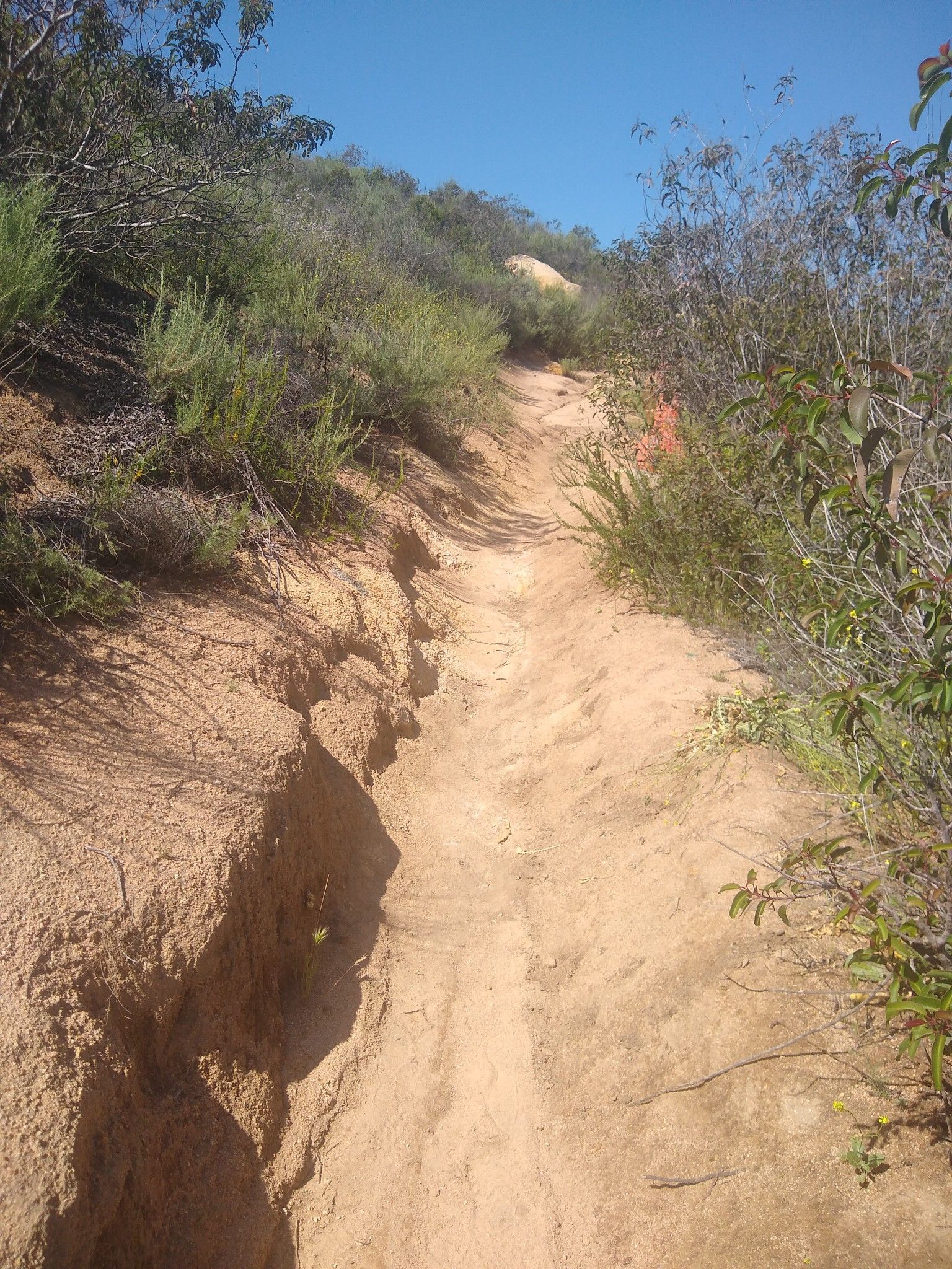 Narrow dirt path winding uphill through dry brush under a clear blue sky. - Stanley Peak loop from Mayflower Dog Park