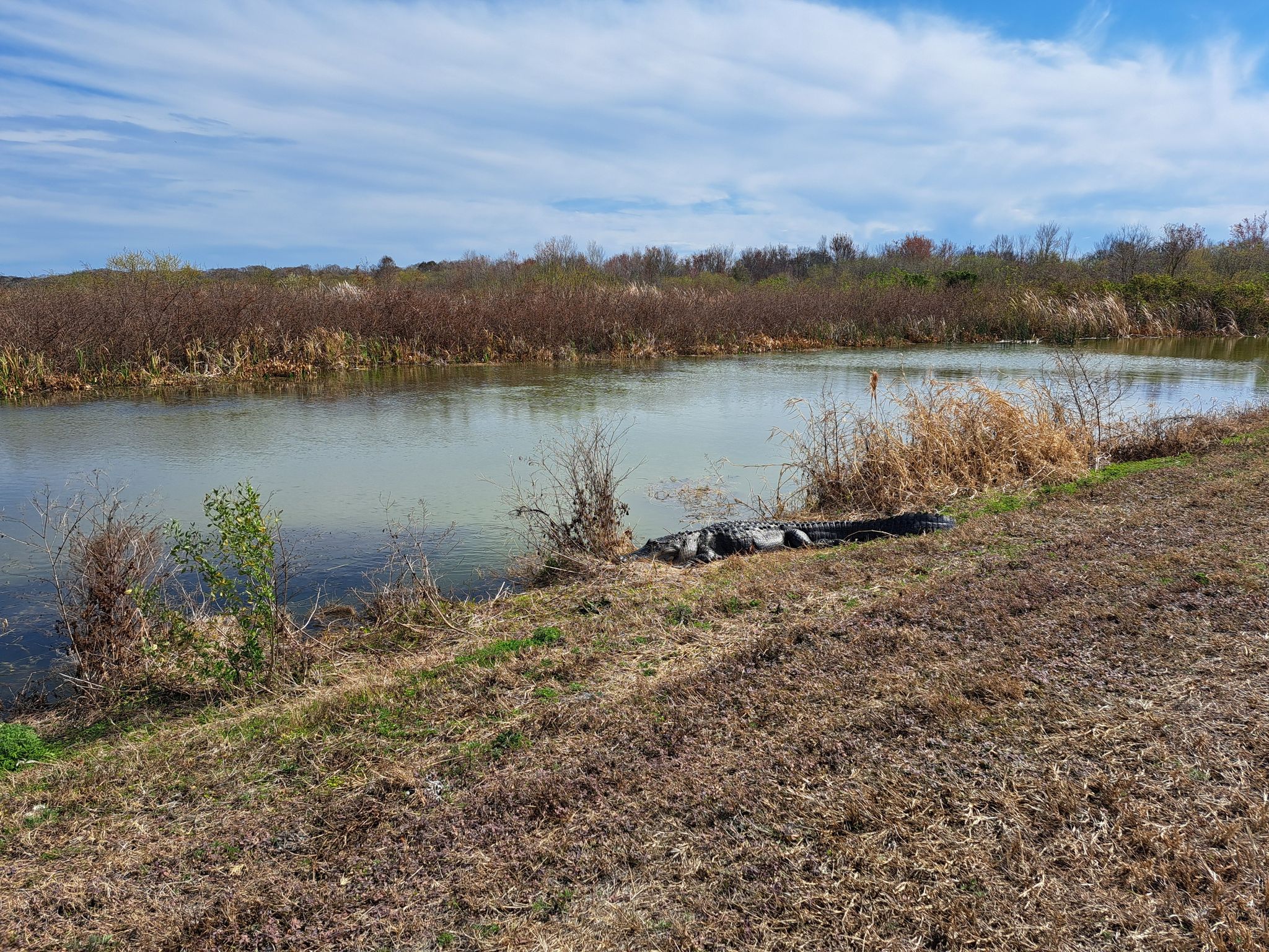 An alligator rests on a grassy bank next to calm water under a blue sky. - Lake Apopka Loop Trail