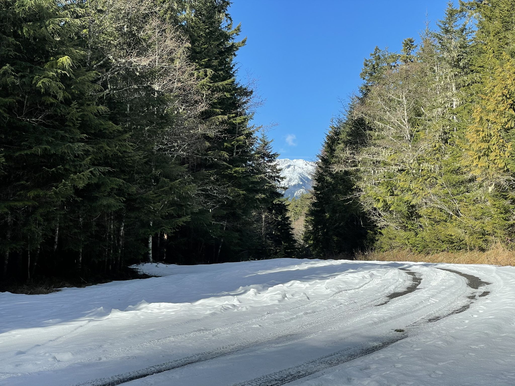 Snowy forest road leading to a distant mountain under a clear sky. - Gravel loop from Quilcene National Fish Hatchery