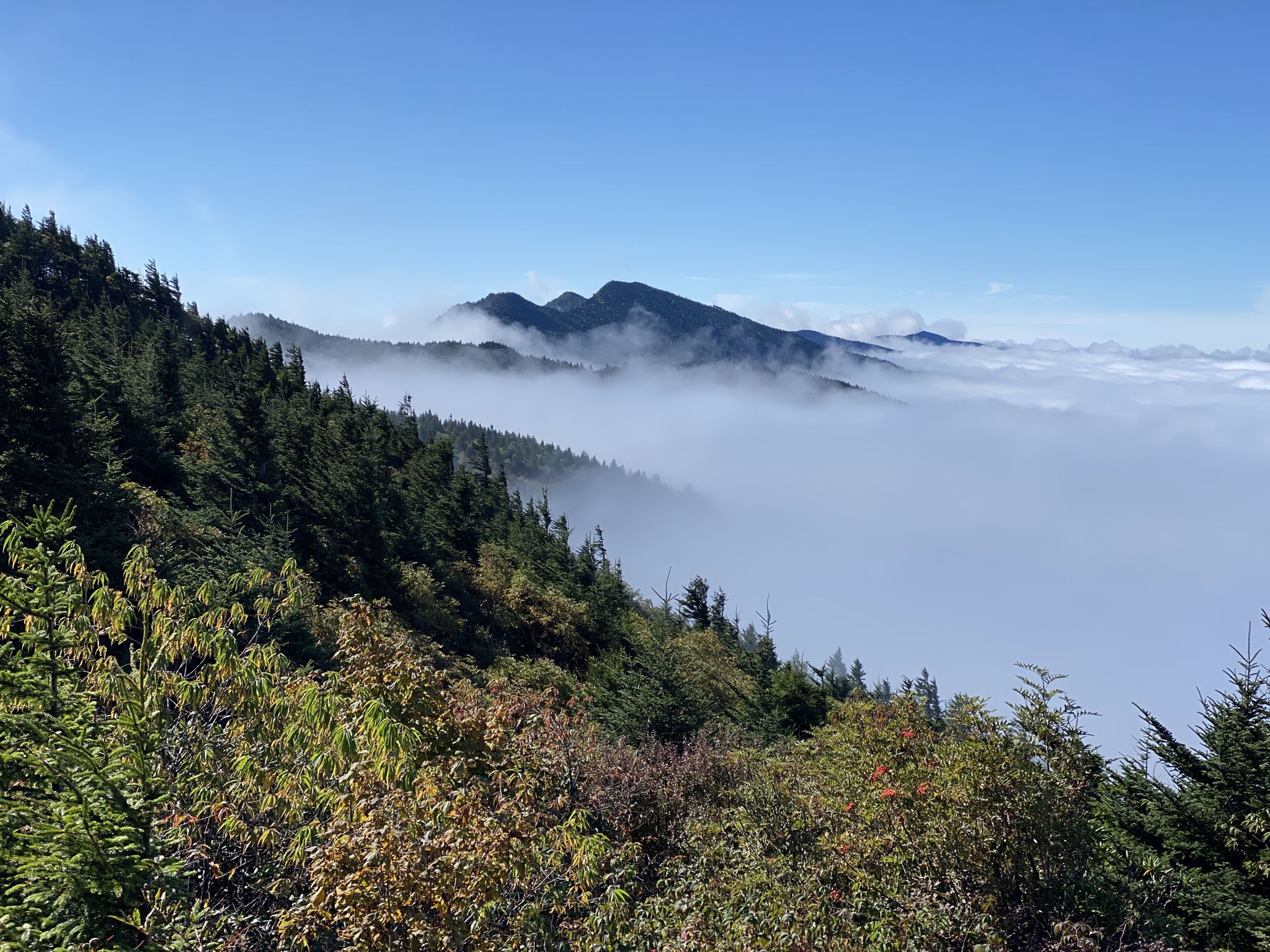 Mountain peaks rise above a sea of clouds under a clear blue sky. - Celo Knob via Colbert Ridge and Black Mountain Crest Trails