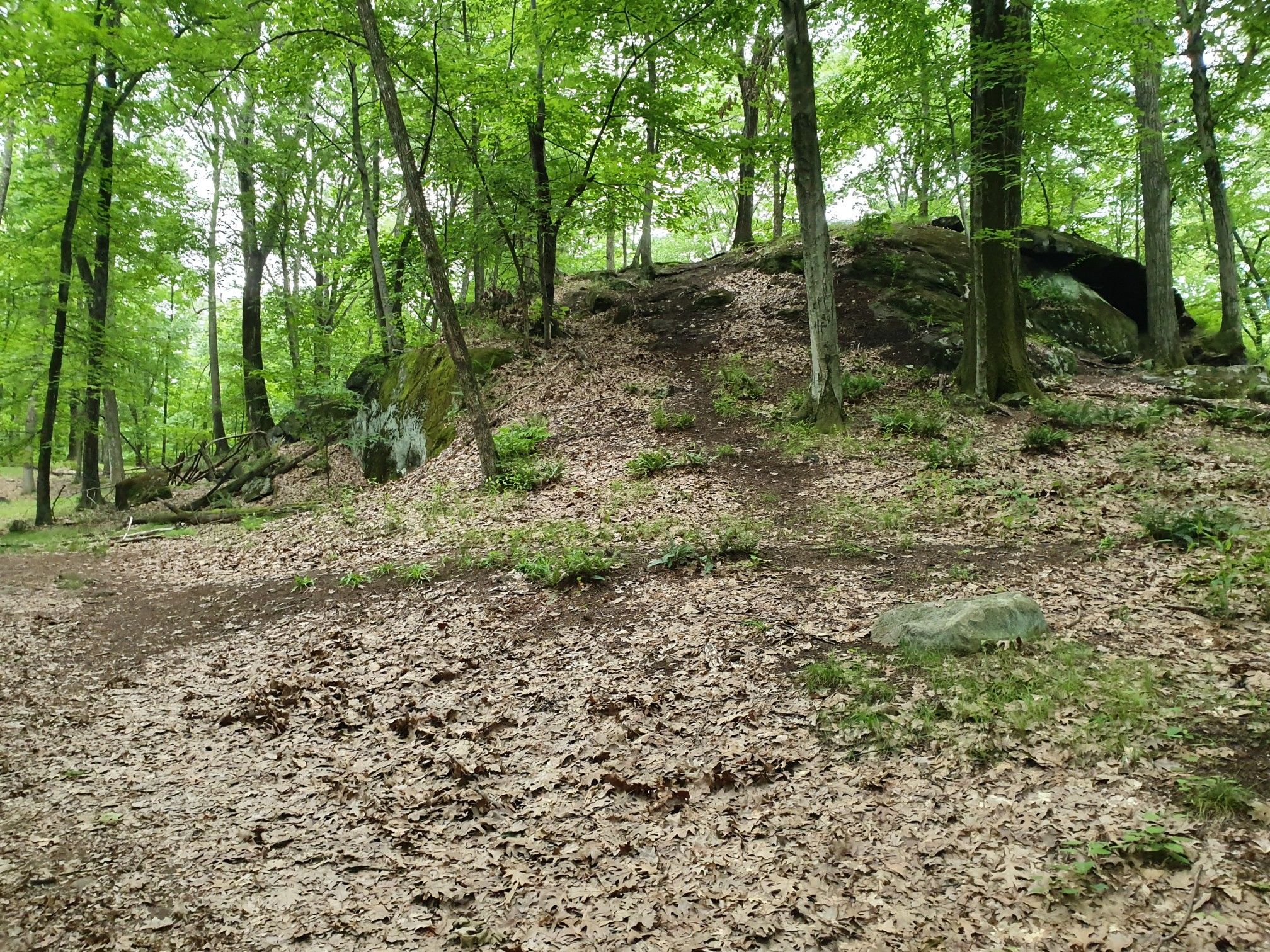Forest floor covered in leaves, leading to a rocky, tree-covered hill. - Blue Mountain Summit Trail – Trail Crossing (31) loop from Village of Buchanan