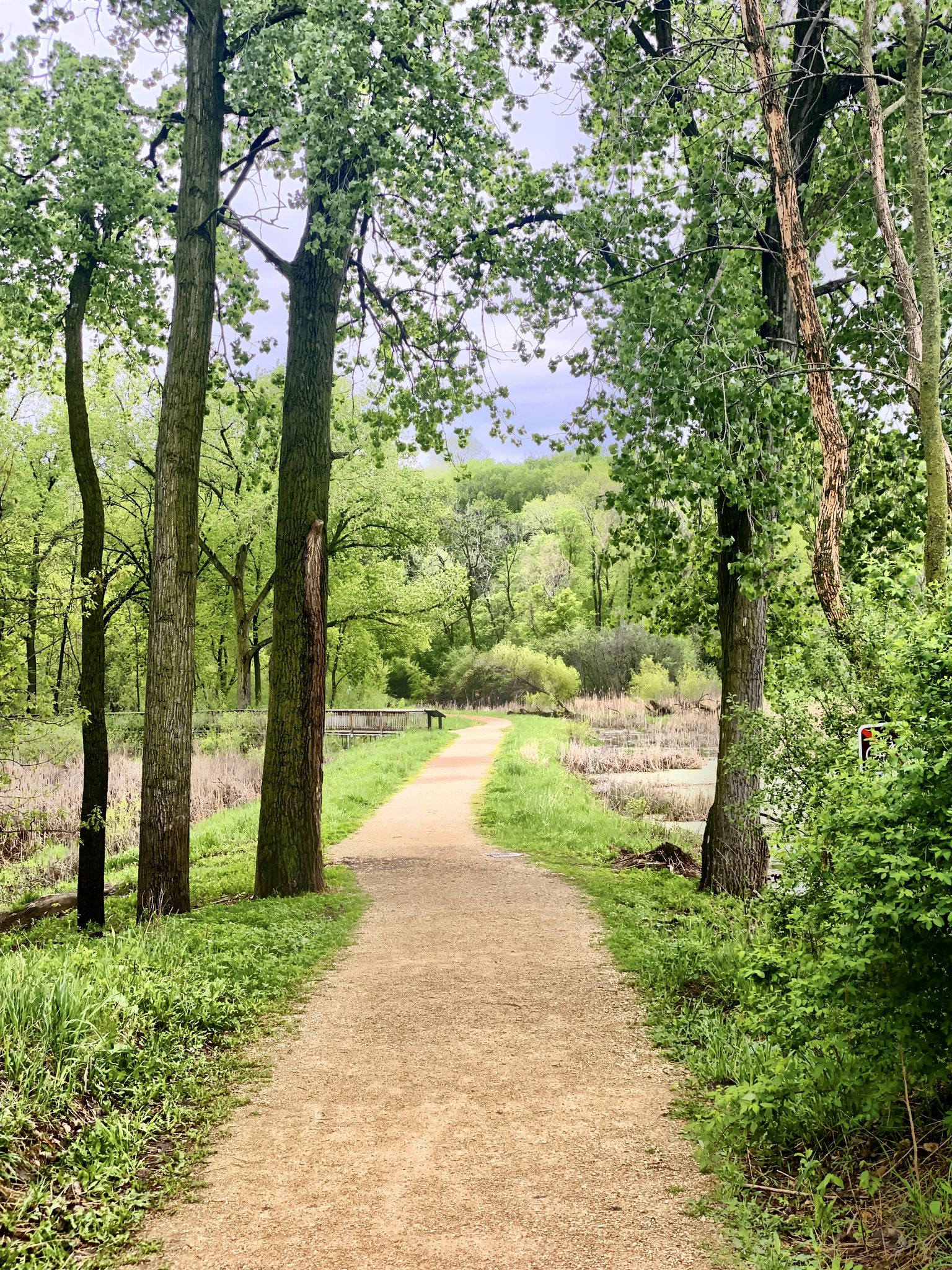 Dirt path through a vibrant green forest, leading to a distant clearing. - Bluff Trail