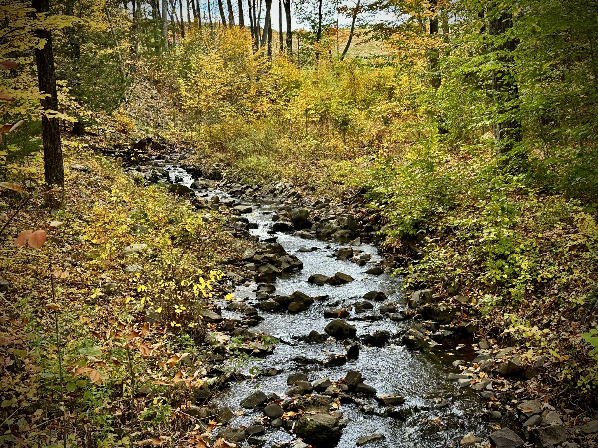 A rocky stream flows through a vibrant autumn forest with yellow foliage. - Hartford Reservoir Number 5 loop from West Hartford Reservoirs Recreation Area