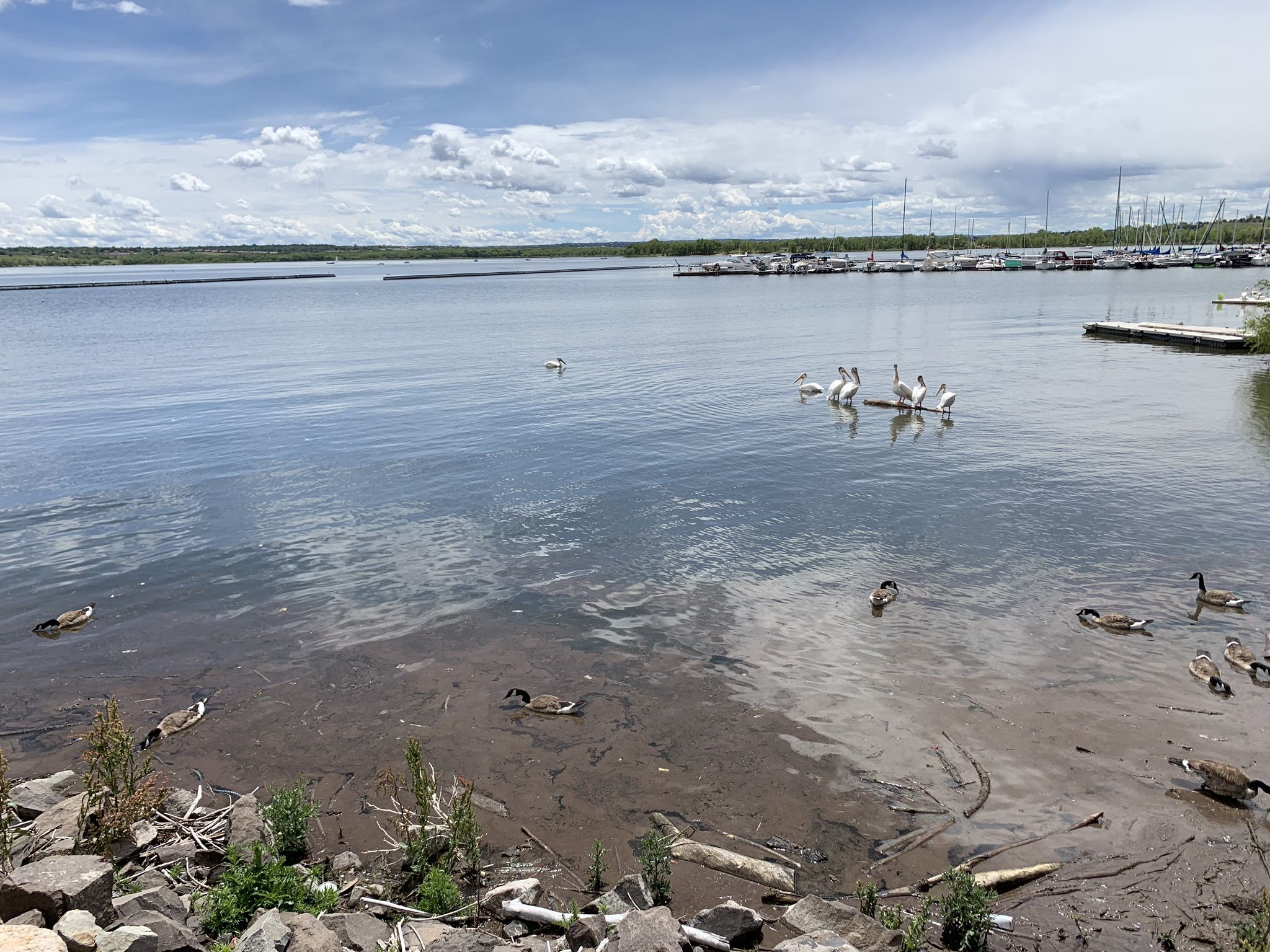 Ducks and swans swim in a lake with boats under a cloudy sky. - Cherry Creek Spur Trail – View of Cherry Creek Reservoir loop from Nine Mile