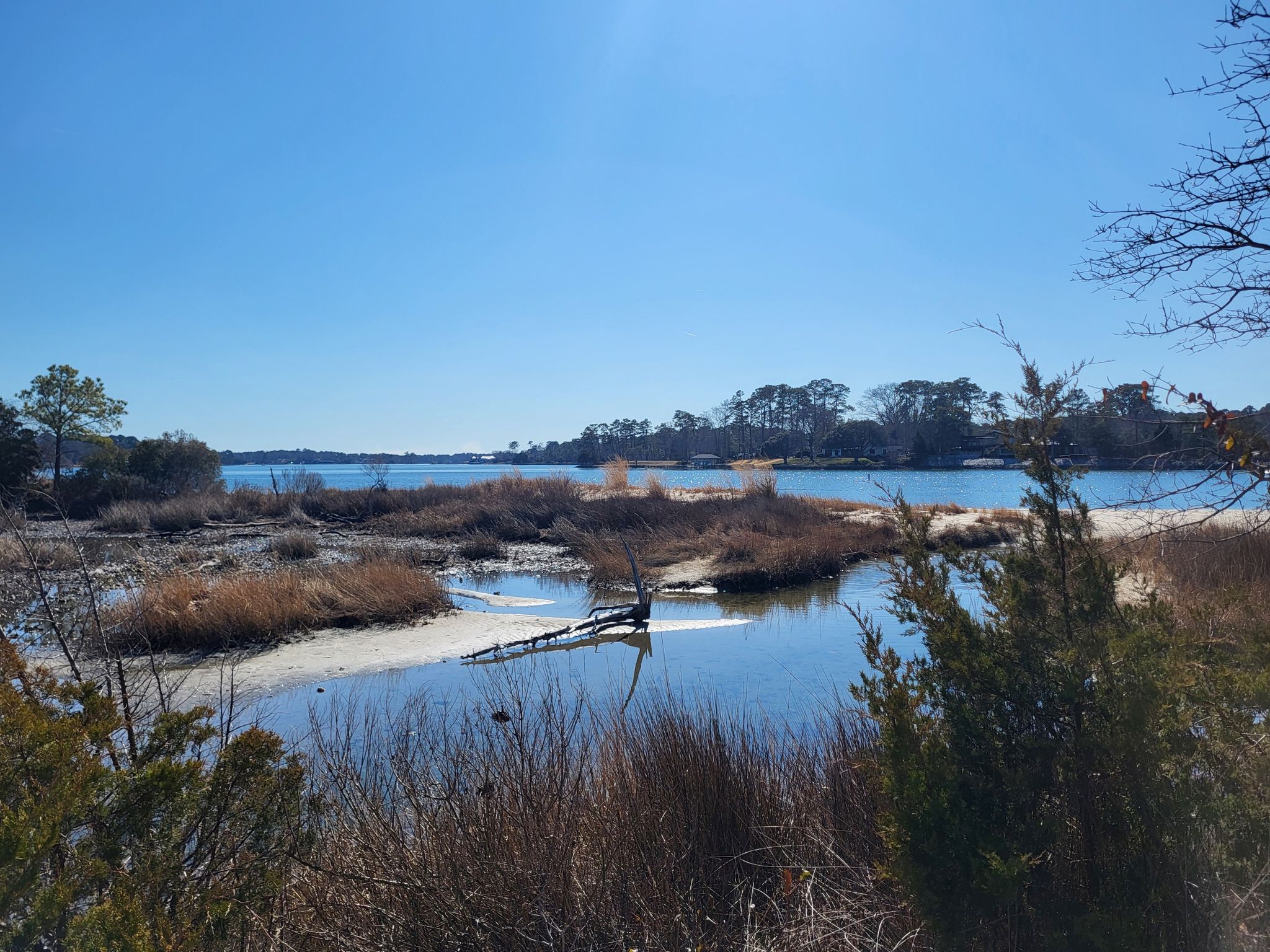 Sunny view of calm water, marshland, and distant trees under blue sky. - Cape Henry Trail