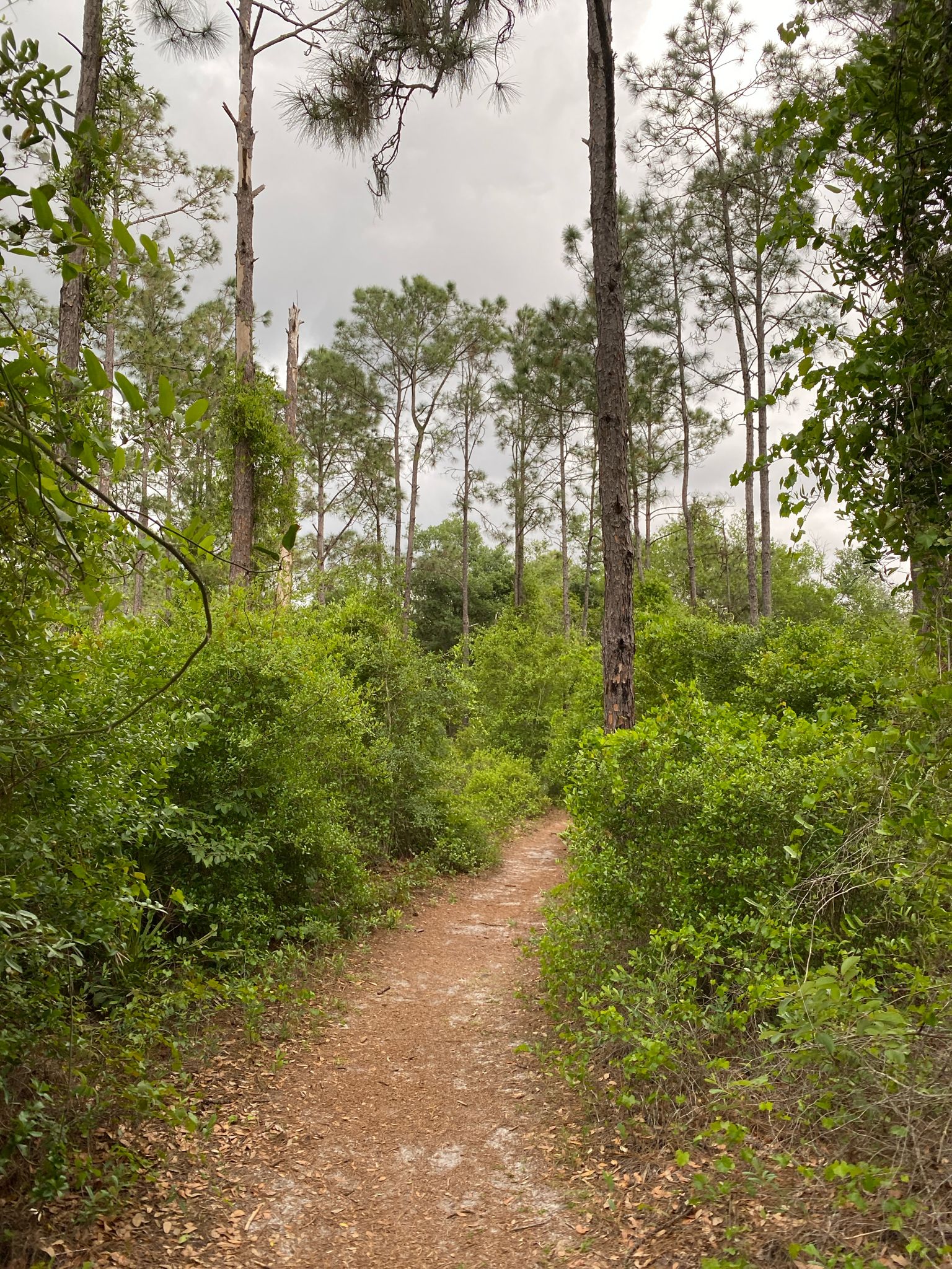 A winding dirt path leads into a lush forest with tall trees. - Lake Louisa Nature Trail loop from Lake Louisa State Park