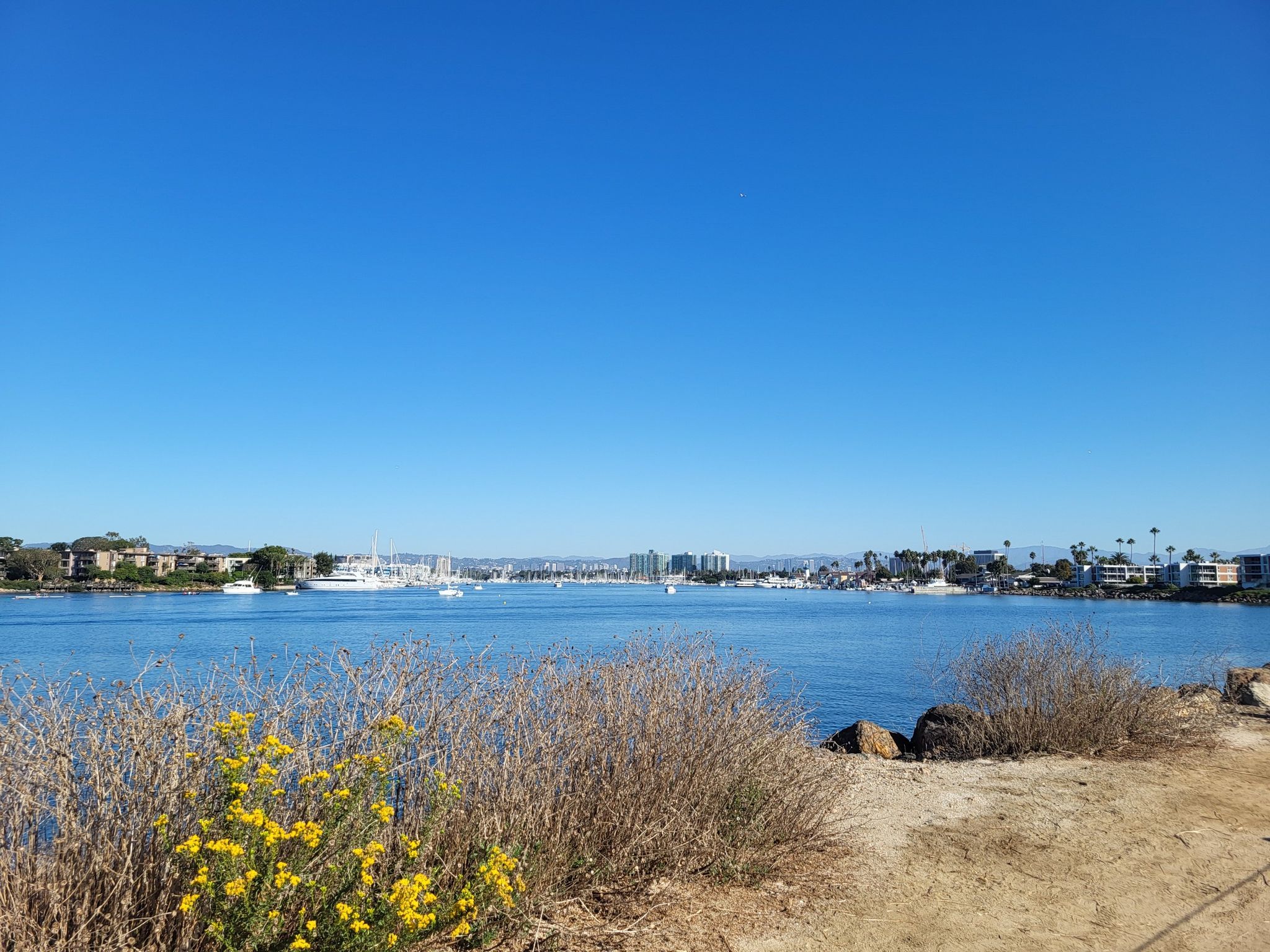 A wide bay with boats and a distant city, yellow flowers in foreground, sunny. - Marvin Braude Bike Trail